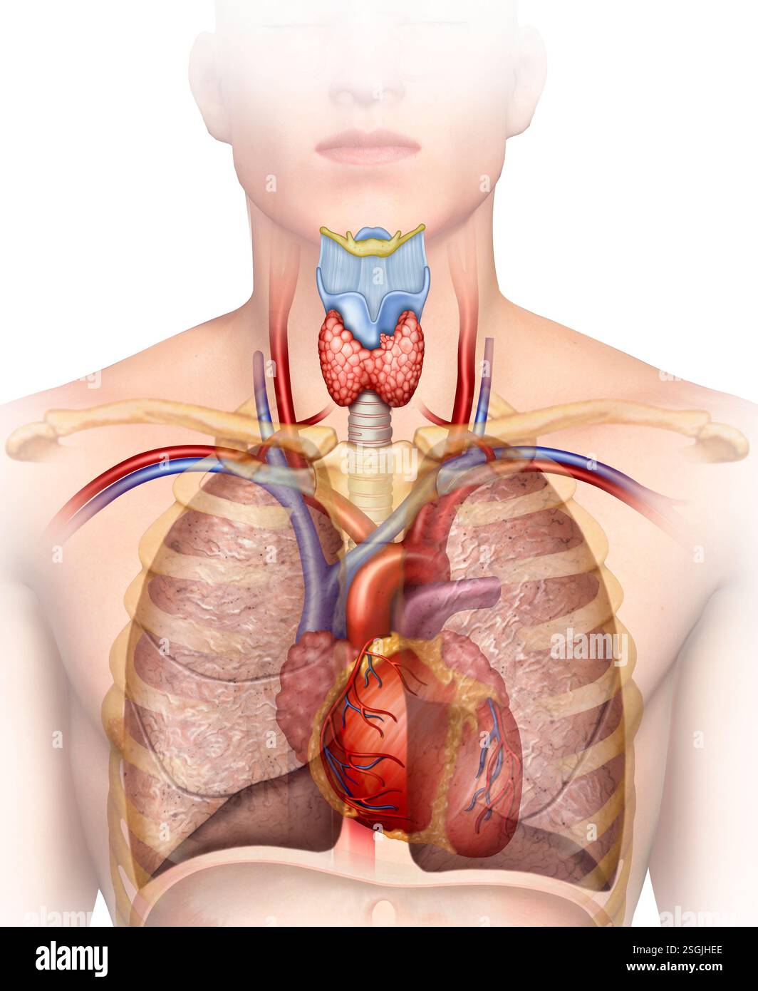 Illustrazione anatomica del sistema cardiovascolare, responsabile dell'erogazione di ossigeno dai polmoni al resto del corpo. Foto Stock