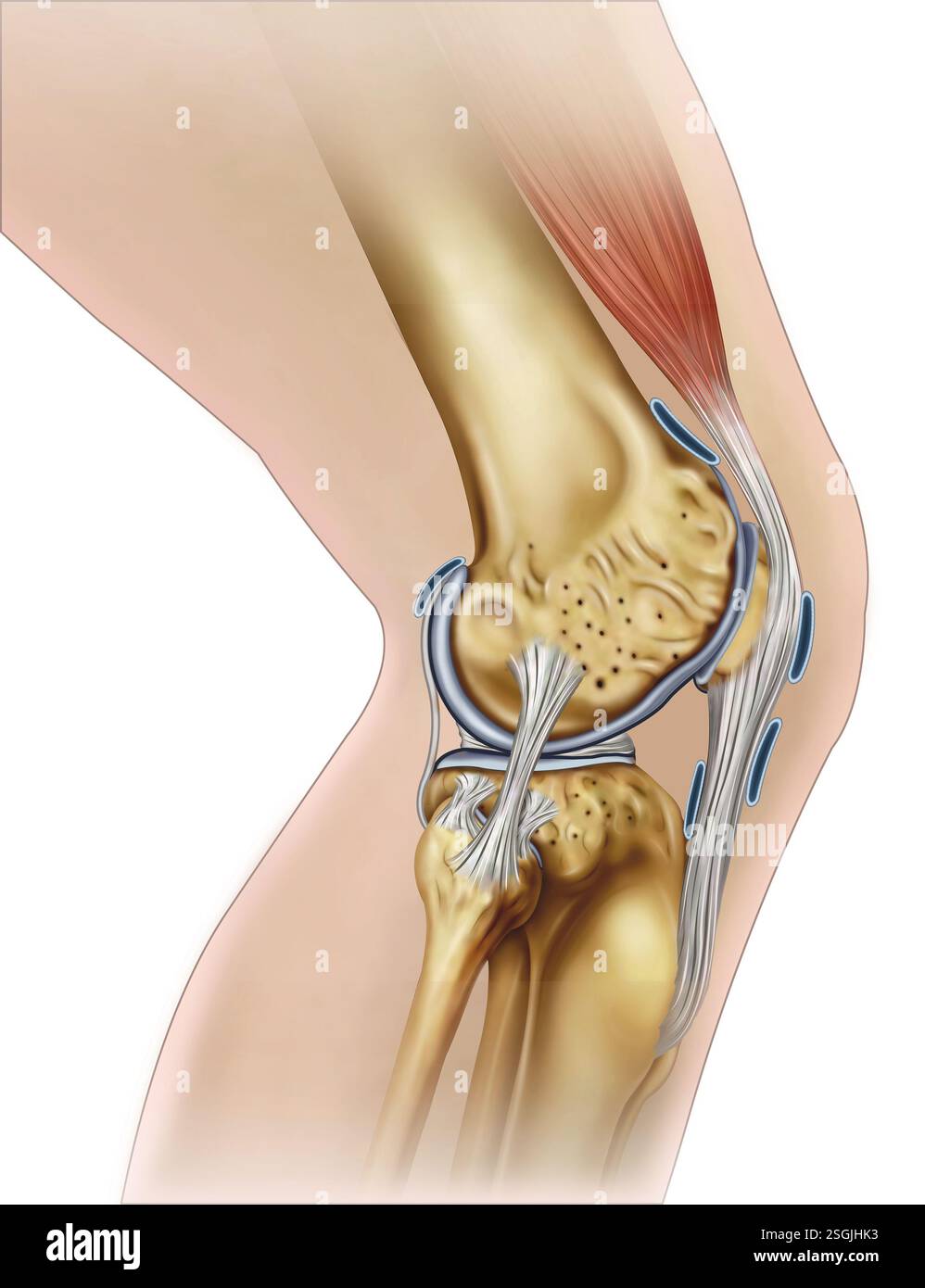 Rappresentazione anatomica del ginocchio. Articolazione fondamentale che collega femore, tibia e rotula. Consente il movimento e sostiene il peso corporeo. Foto Stock
