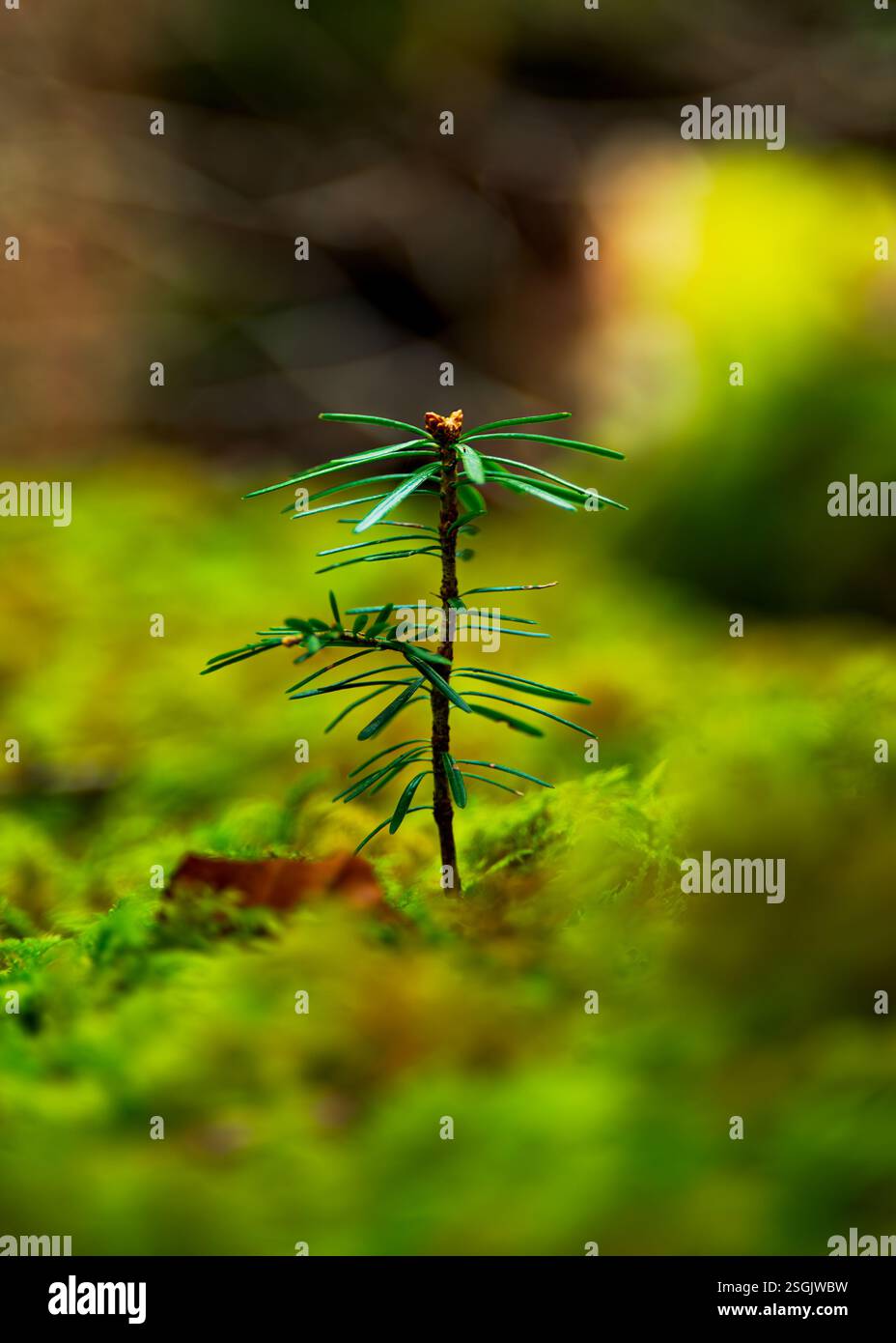 Un piccolo alberello che emerge dal bosco di Huelgoat, Bretagna, Francia settentrionale Foto Stock