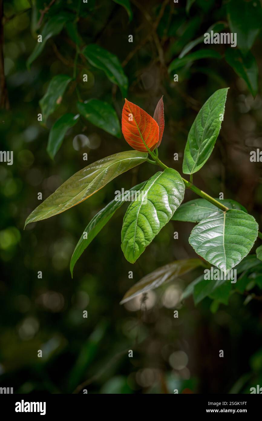 Un primo piano del rigoglioso e verdeggiante sottobosco della vibrante flora tropicale e della sua biologia strutturale e bellezza. Foto Stock Un primo piano del rigoglioso e verdeggiante sottobosco della vibrante flora tropicale e della sua biologia strutturale e bellezza. Foto Stock