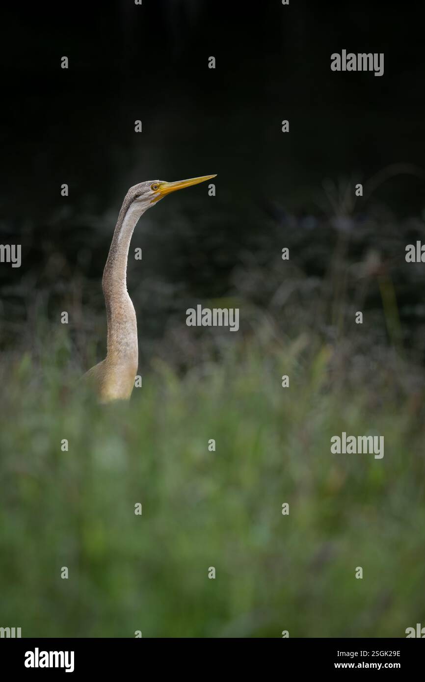 Il lungo collo simile a un serpente di un Darter Australasiano maturo si trova perfettamente ancora tra i grigi di Redy accanto a un habitat paludoso mentre cerca il pericolo. Foto Stock