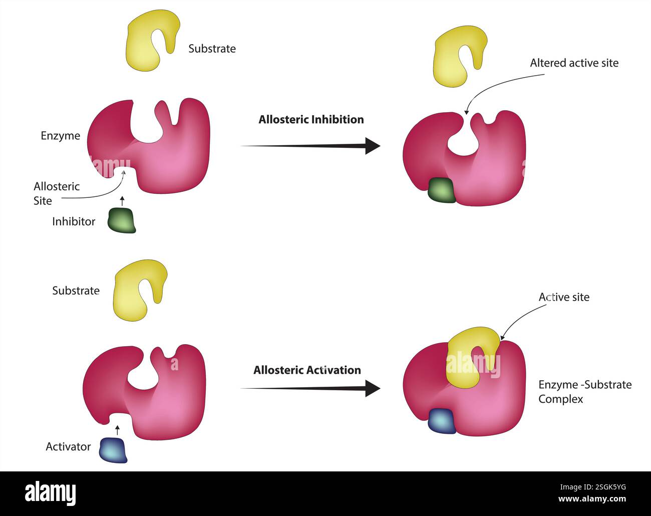 regolazione allosterica - inibizione allosterica vs attivazione allosterica Illustrazione Vettoriale