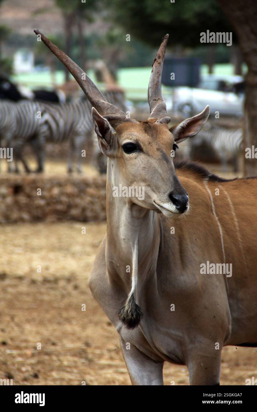 Profilo di un antilopo dell’Eland comune (Taurotragus oryx) Foto Stock