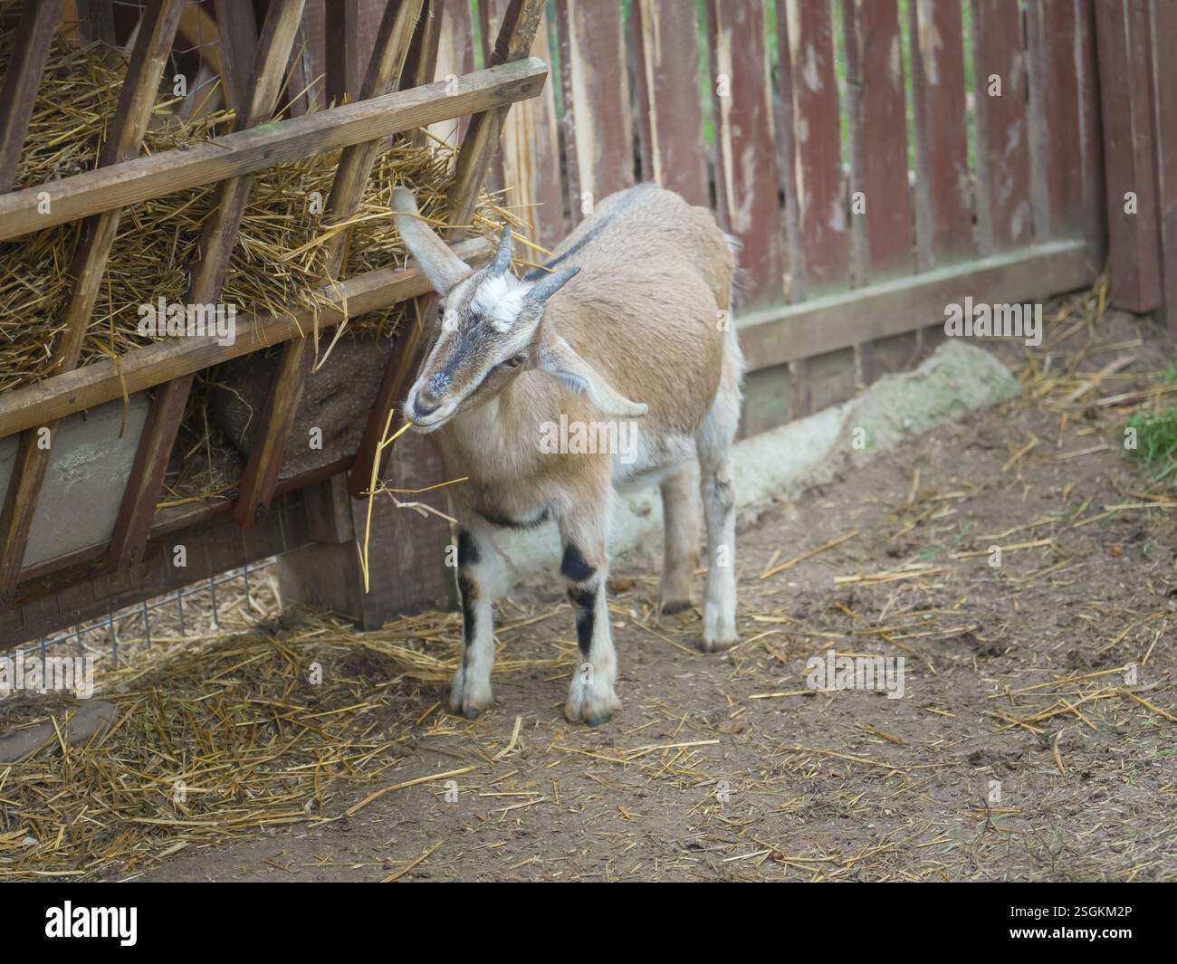 Capra che sgranocchiava felicemente il fieno in un'azienda agricola, mostrando un'agricoltura sostenibile e un allevamento di bestiame Foto Stock