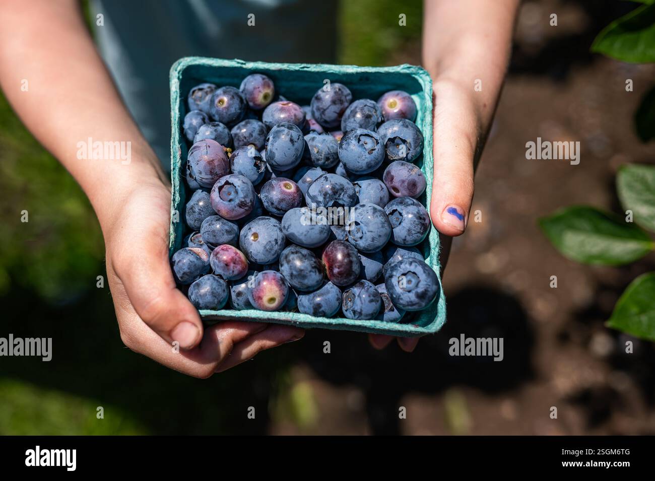 Mirtilli freschi in un cestino verde tenuto in mano all'aperto. Foto Stock