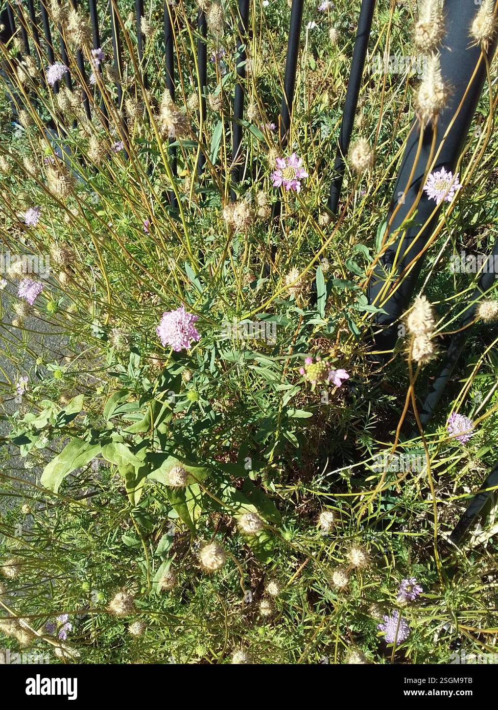 Sweet scabious (Sixalix atropurpurea), Plantae, Adelaide Showground, Wayville SA 5034, Australia Foto Stock