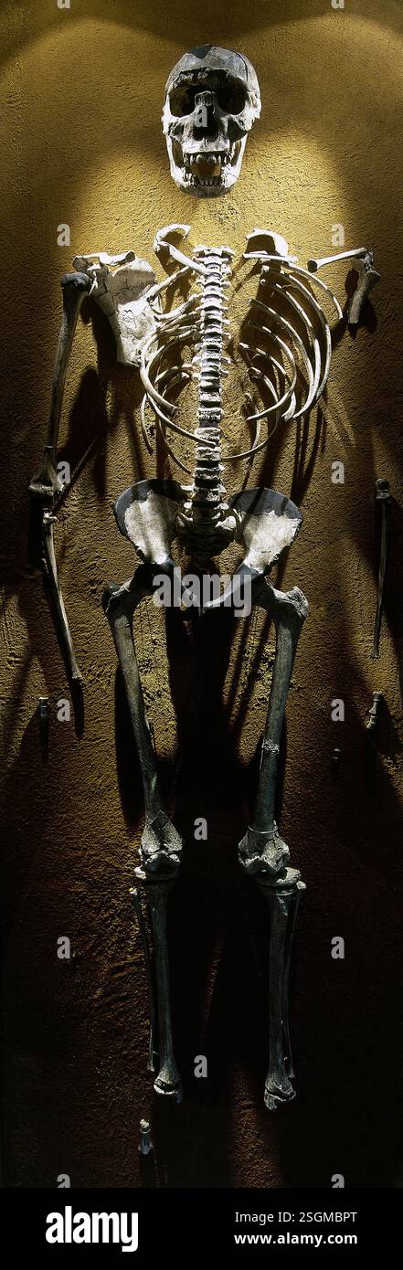Turkana Boy, Homo erectus, Fossil KNM-WT 15000, 1,5 -1,6 milioni di anni, Kenya, Africa, 2001. Scheletro completo - Pleistocene. 1,5 -1,6 milioni di anni, Lago Turkana, Kenya. Foto Stock
