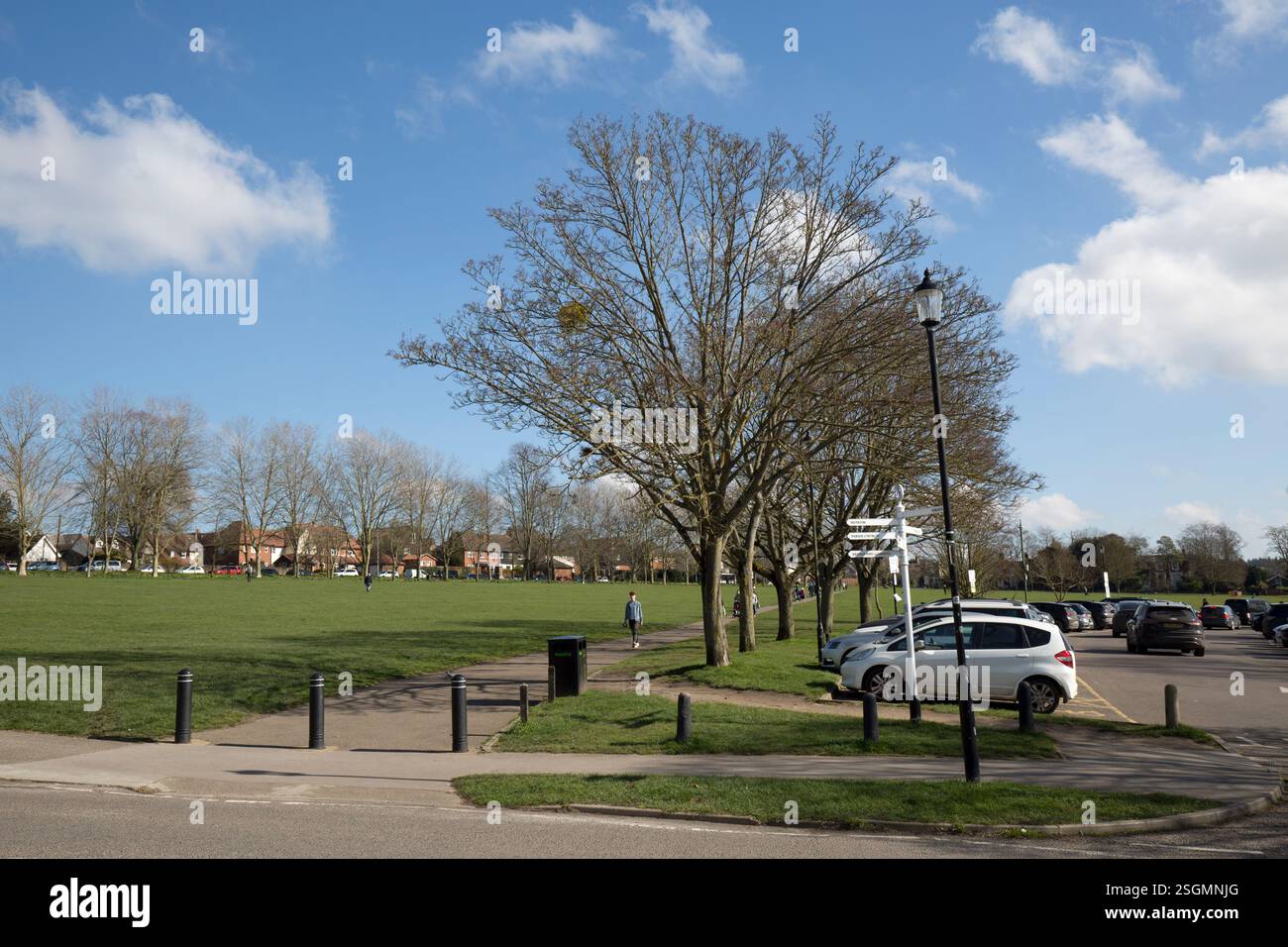 Lo zafferano comune Walden Essex Inghilterra Foto Stock