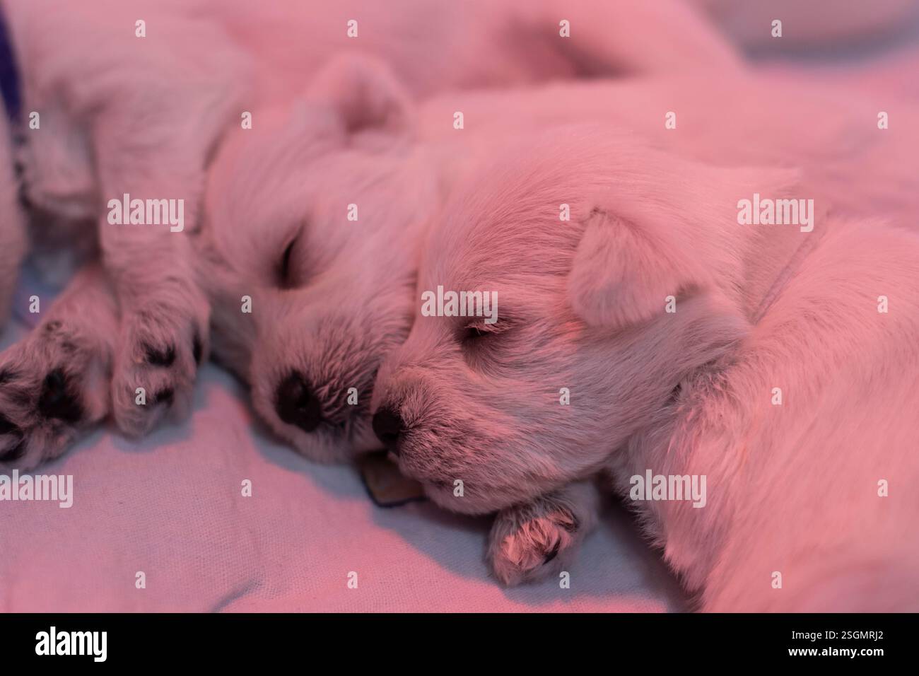 Due cuccioli di schnauzer in miniatura bianchi che dormono Foto Stock