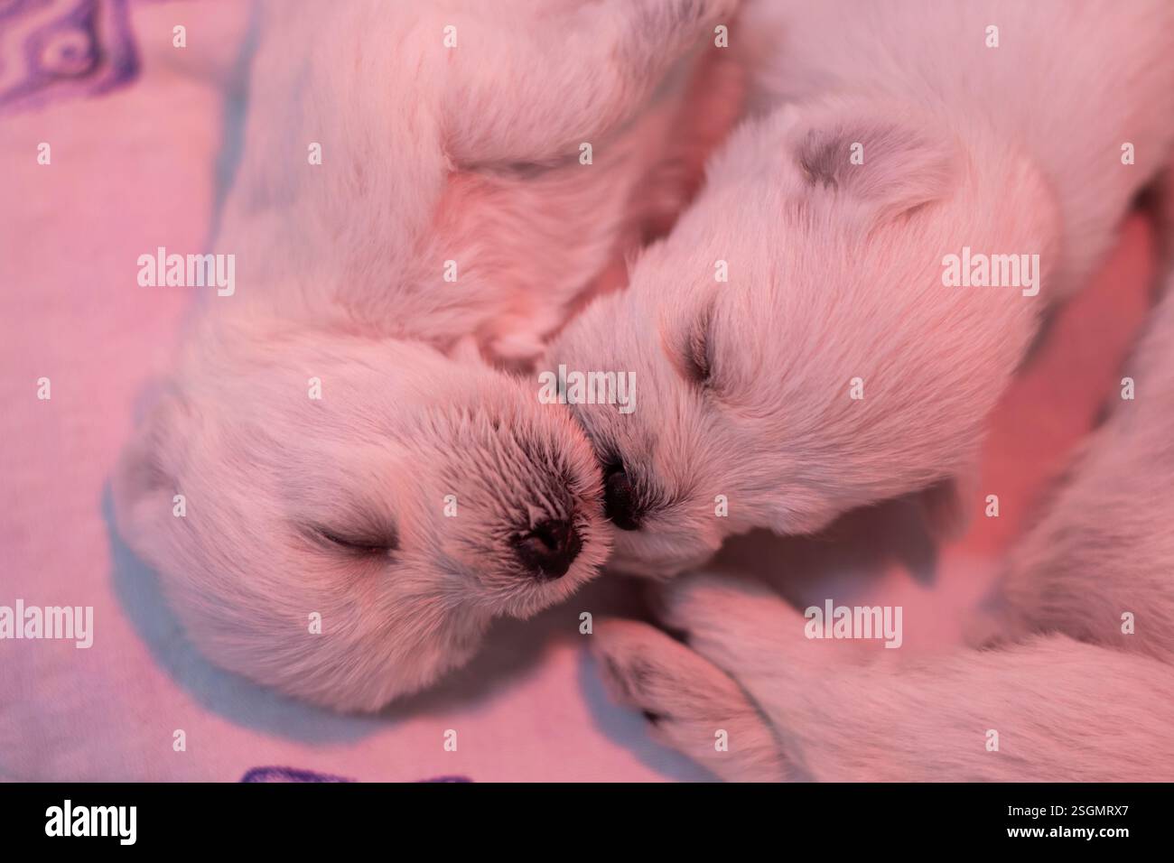 Cuccioli di schnauzer bianchi in miniatura che si baciano Foto Stock