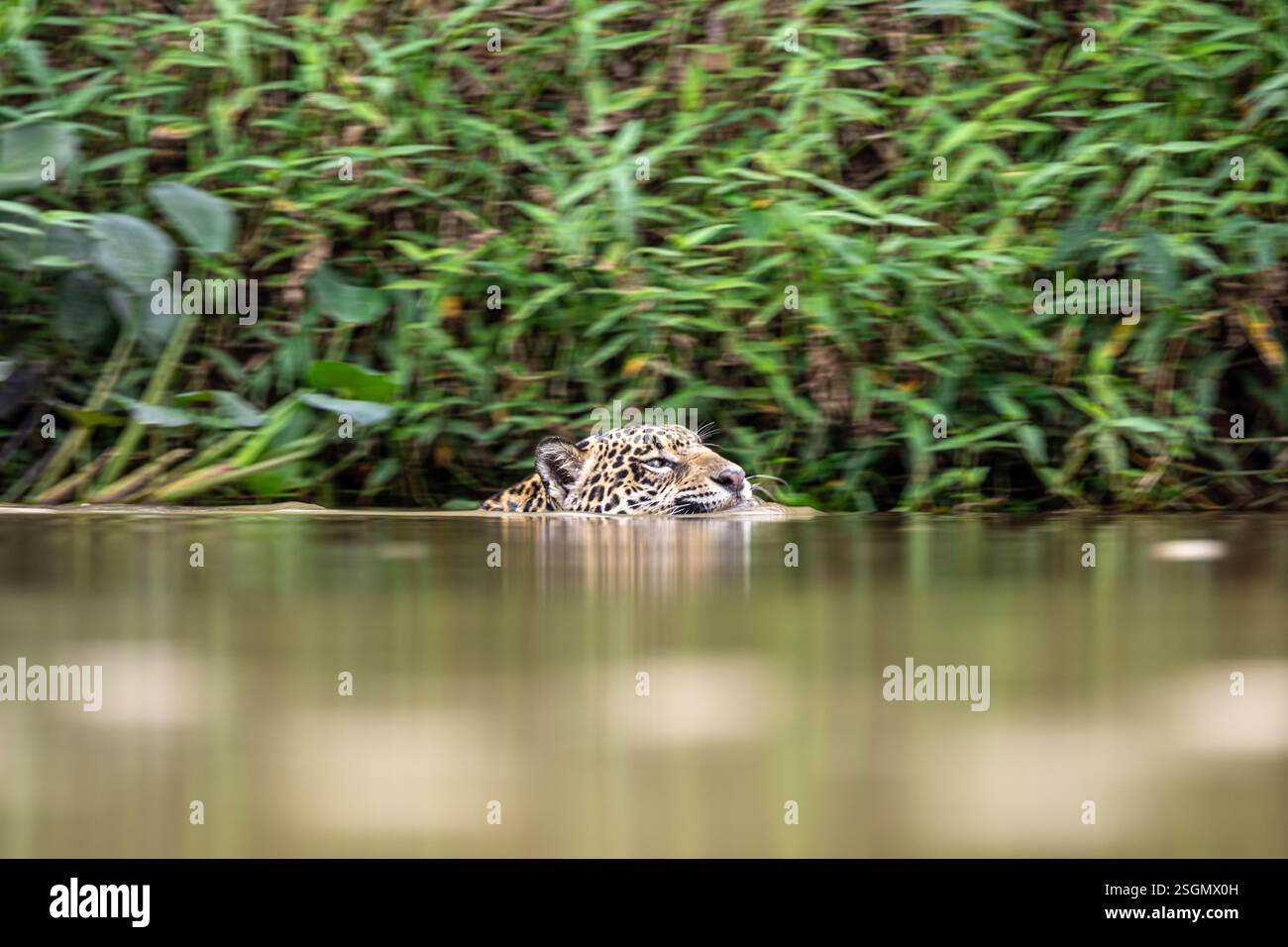 una jaguar nuota con la testa appena sopra l'acqua Foto Stock