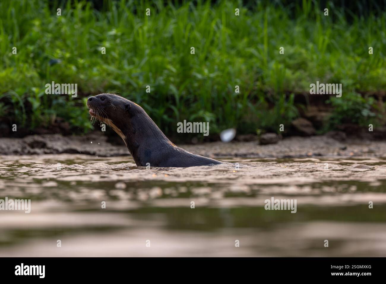 Una lontra gigante ispeziona l'ambiente circostante Foto Stock