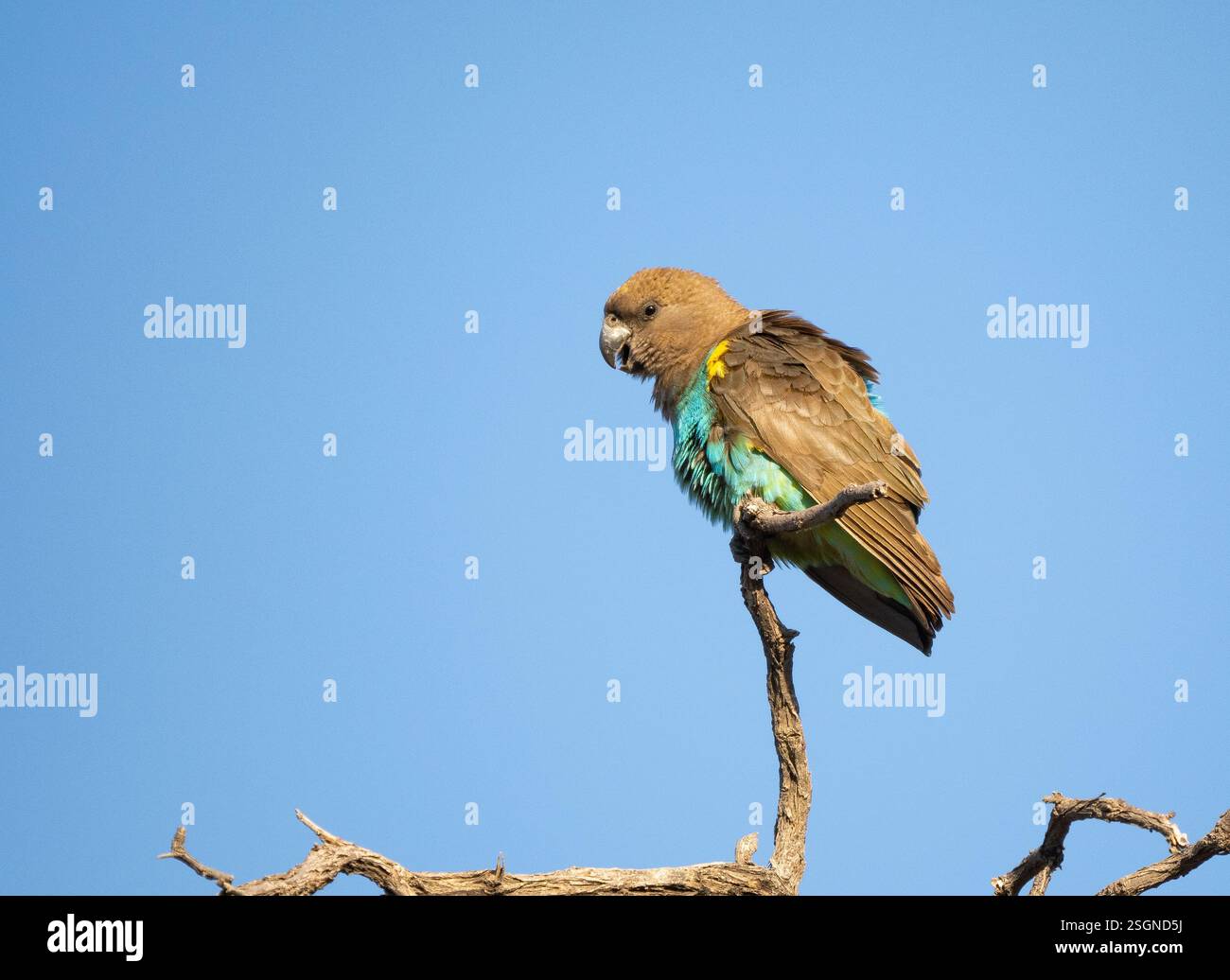 Pappagallo di Meyer (Poicephalus meyeri), noto anche come "pappagallo bruno" Foto Stock