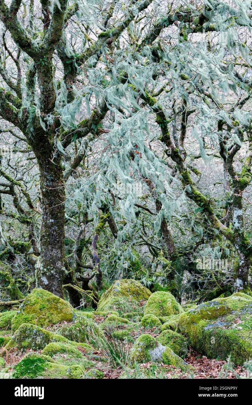 Querce nane di Wistmans Wood Dartmoor Devon Inghilterra Regno Unito Foto Stock