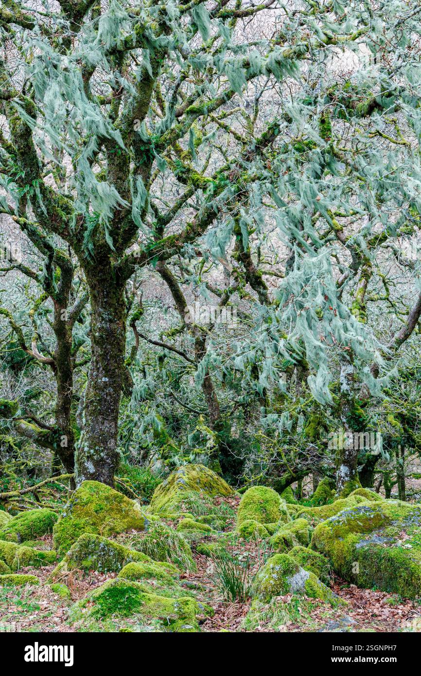 Querce nane di Wistmans Wood Winter Dartmoor Devon Inghilterra Regno Unito Foto Stock