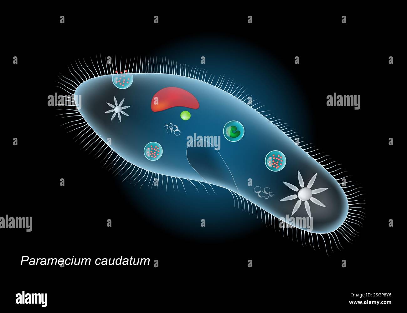 Paramecium caudatum (caudatum paramecium). Primo piano dell'organismo unicellulare su sfondo scuro. Anatomia protozoica. Illustrazione vettoriale realistica Illustrazione Vettoriale