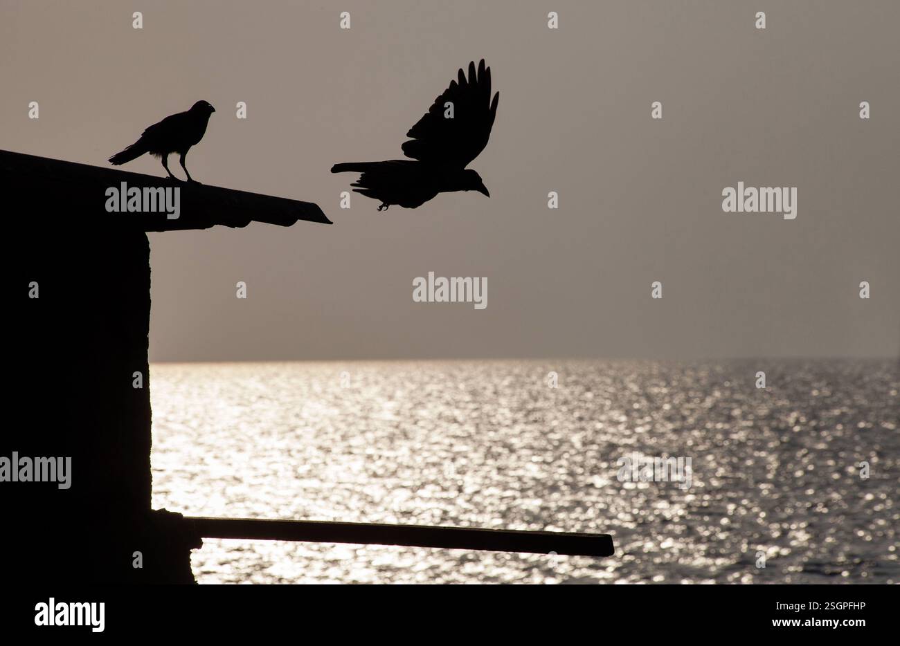Due corvi sul mare la sera a Bandra, la parte ricca di Mumbai, in India. Foto Stock
