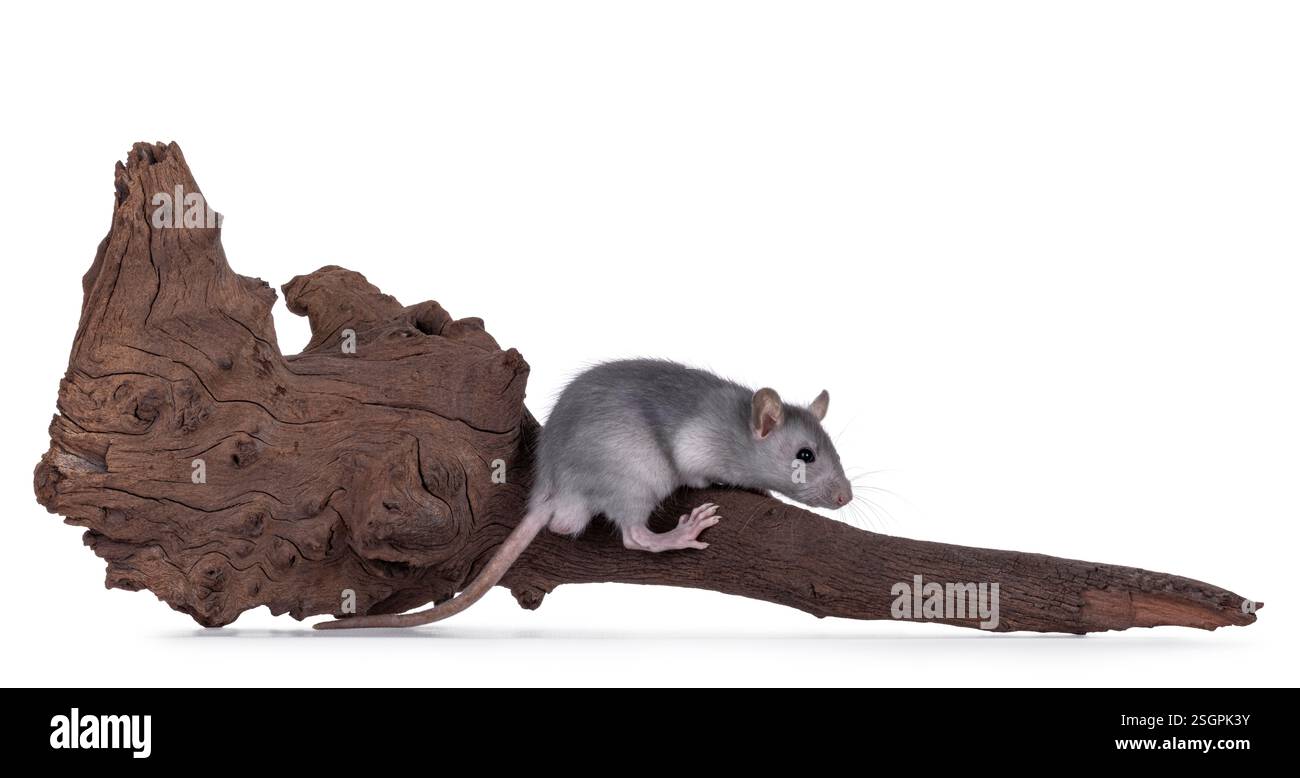 Un piccolo topo grigio, seduto su un pezzo marrone di driftwood. Isolato su sfondo bianco. Foto Stock