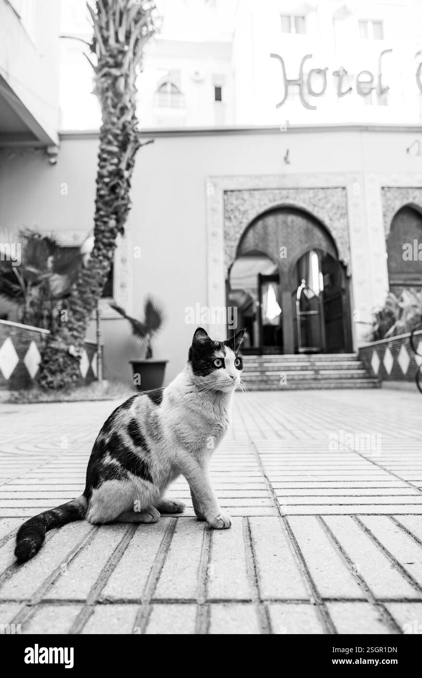 Esplorando e viaggiando in Marocco, gatto fuori con sfondo colorato, città vecchia. Foto Stock