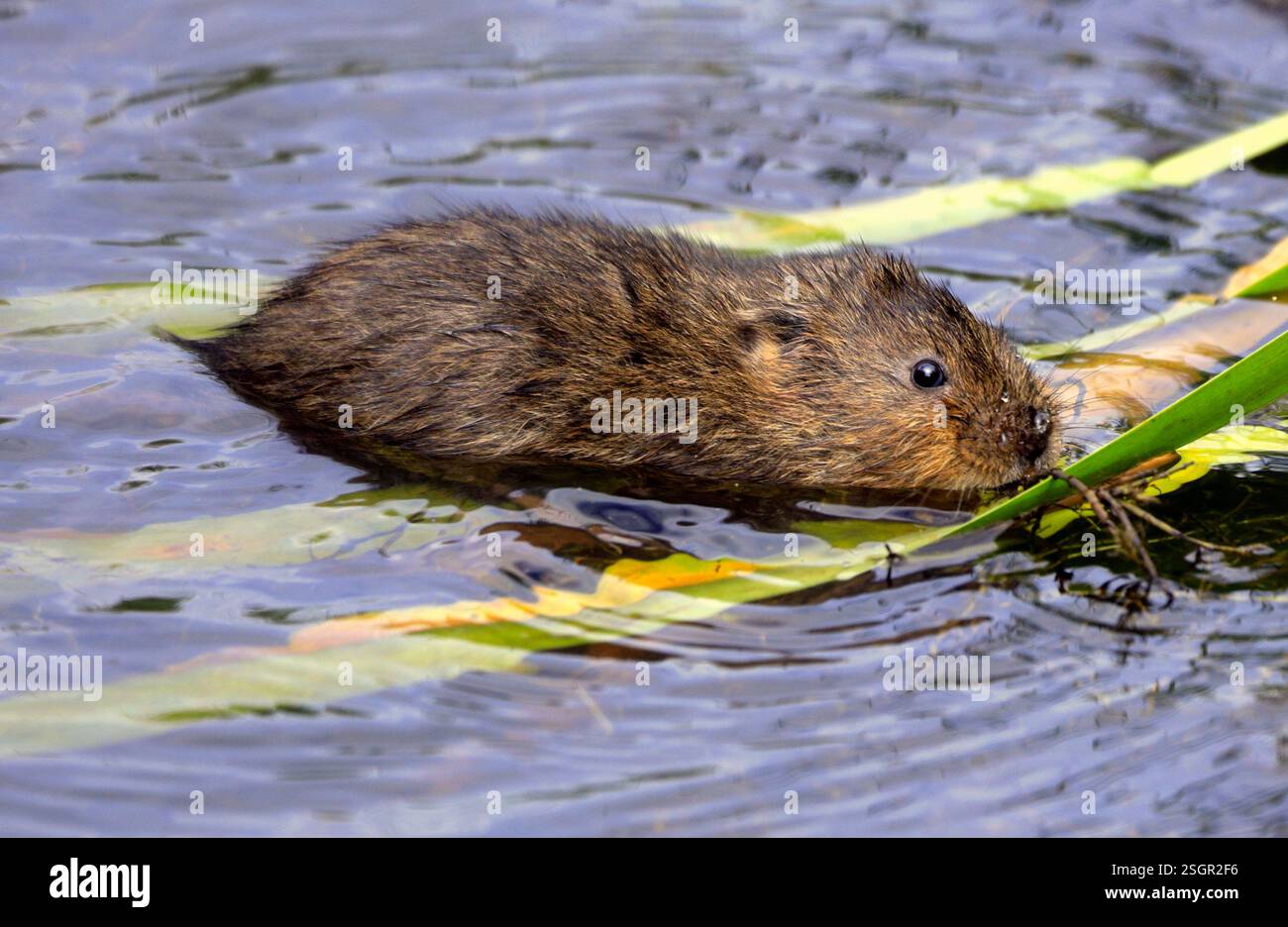 Water Vole Arvicola Amphibius, Cosmeston Lakes and Country Park, Penarth, vale of Glamorgan, Galles del Sud, Regno Unito. Foto Stock