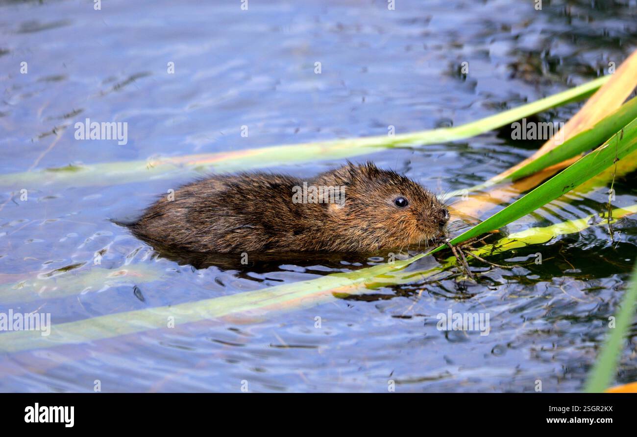 Water Vole Arvicola Amphibius, Cosmeston Lakes and Country Park, Penarth, vale of Glamorgan, Galles del Sud, Regno Unito. Foto Stock