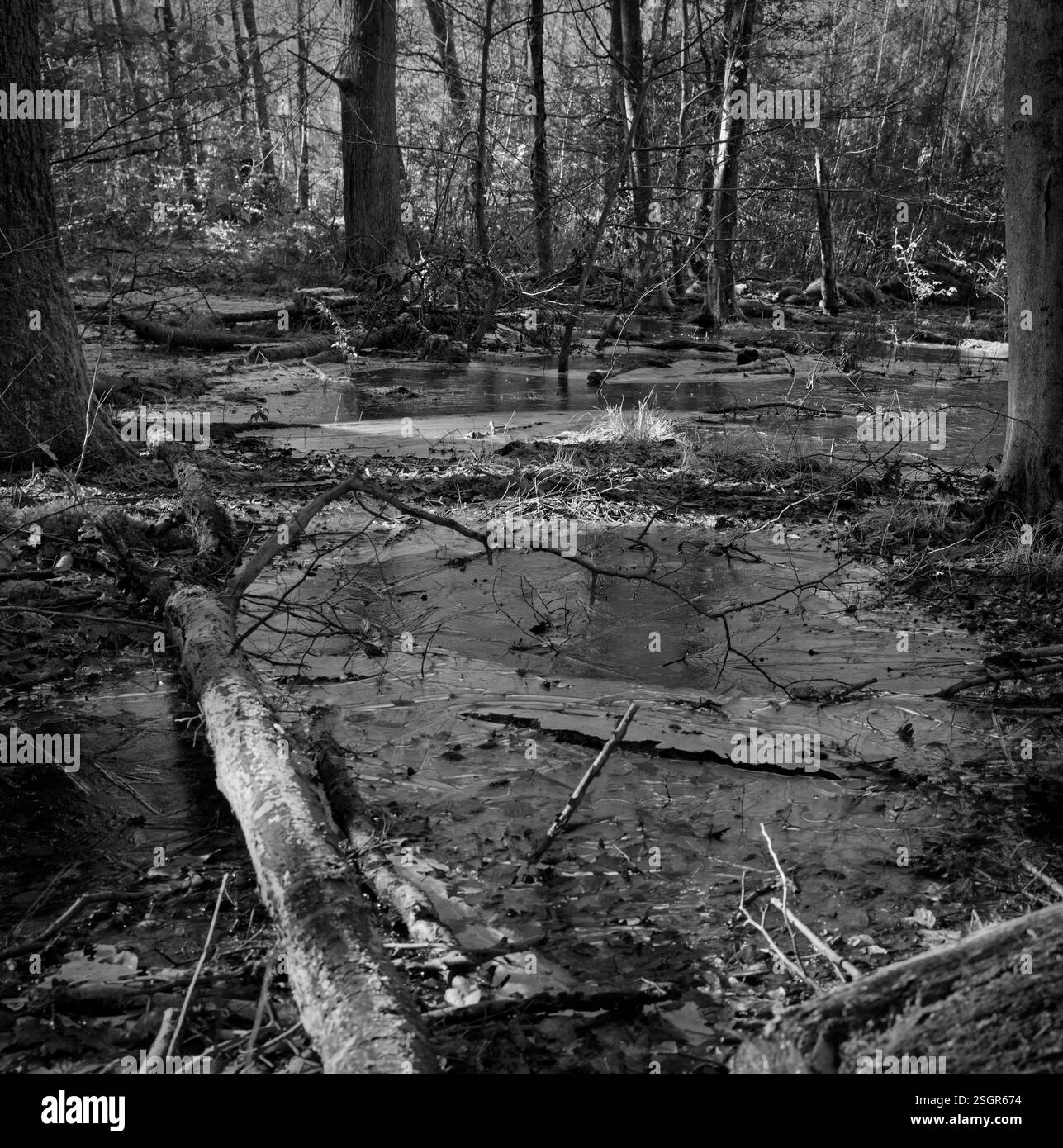 paesaggio boschivo con vecchi tronchi d'albero e pozzanghere ghiacciate con alcuni punti di luce solare, fotografia in bianco e nero, formato supporto digitale Foto Stock