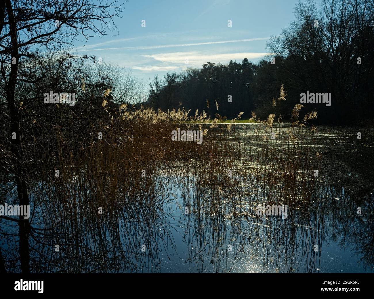 erba fine illuminata dal sole di fronte a una foresta scura all'interno di uno scenario di pascoli allagati con una superficie di acqua blu e un cielo azzurro ad alta risoluzione Foto Stock