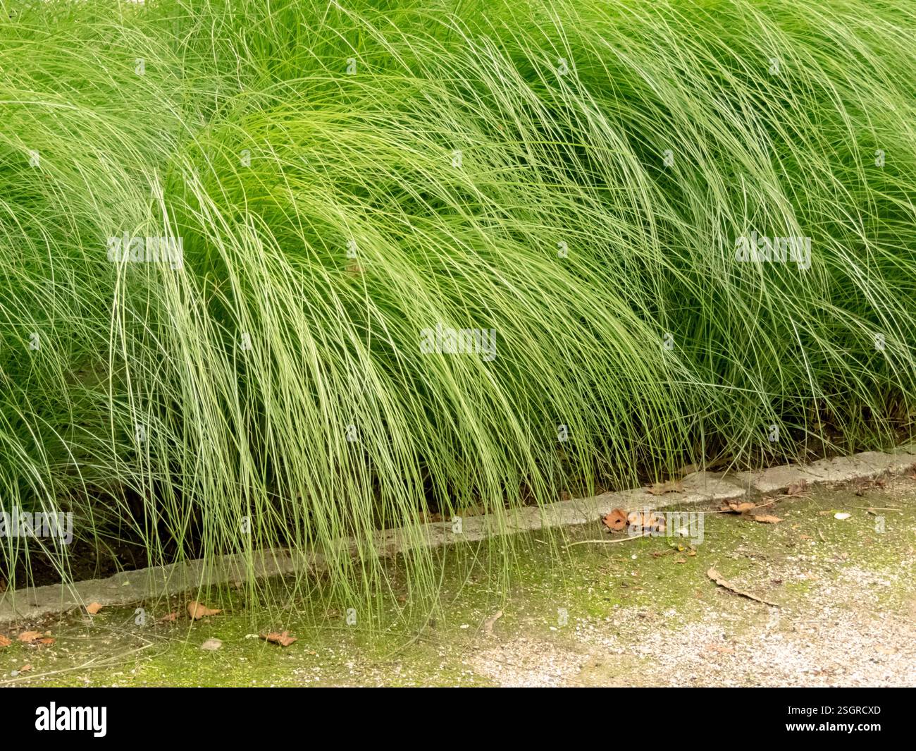 Miscanthus sinensis erba ornamentale foglie flettenti verdi. Foglie ad arco verde brillante di Elalia. Erba d'argento cinese, finissima consistenza. Foto Stock