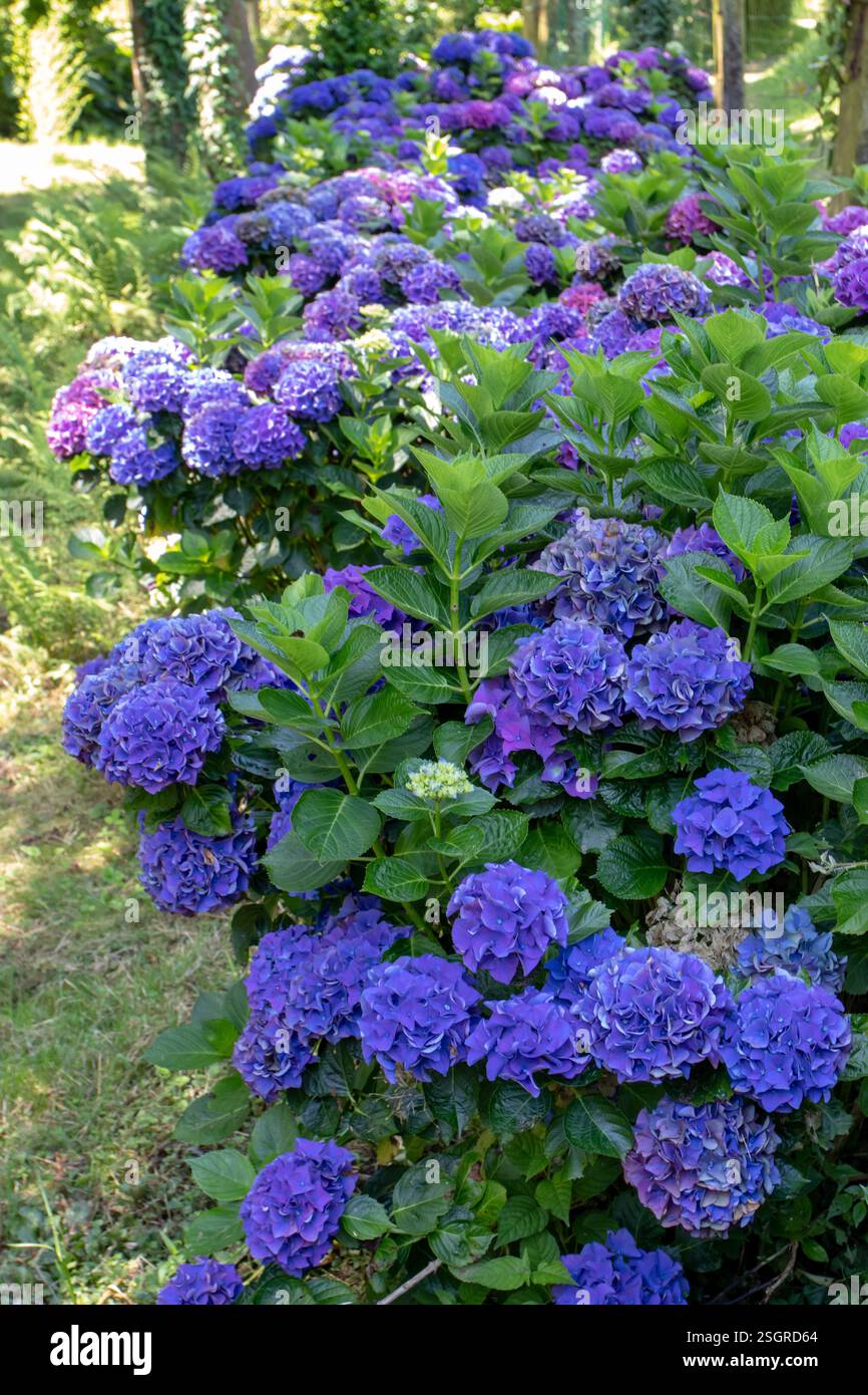 Ortensie blu scuro piante in fiore. Arbusti ornamentali di Hortensia. Ortensie francesi in fiore. Foto Stock
