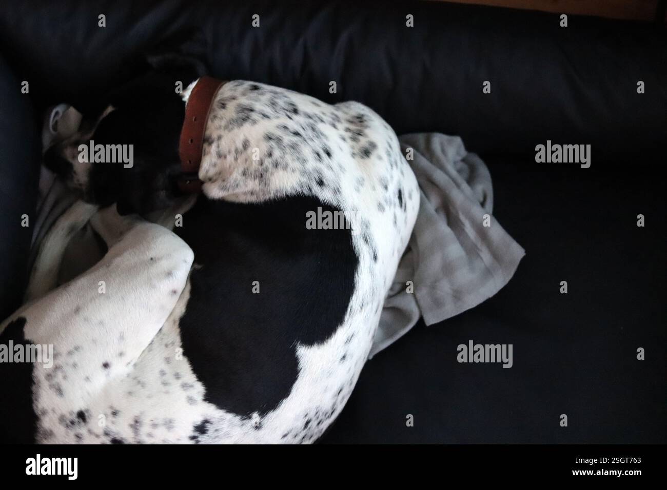 Punto a forma di cuore sulla schiena di un cane foto ravvicinata. Cucciolo bianco e nero che dorme nel suo letto. Foto Stock
