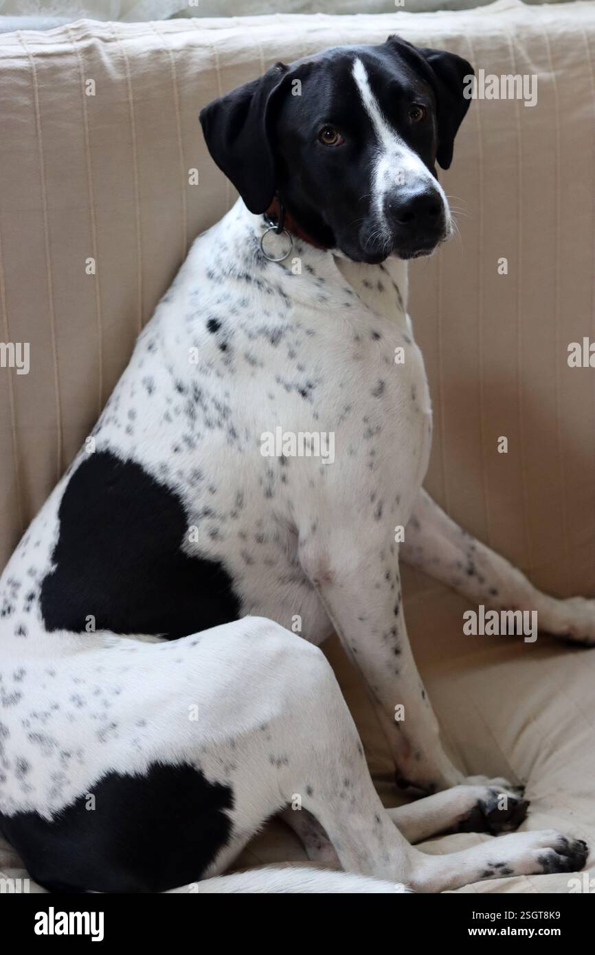 Cane con punto a forma di cuore. Primo piano ritratto di un cane in bianco e nero seduto su un divano. Foto Stock