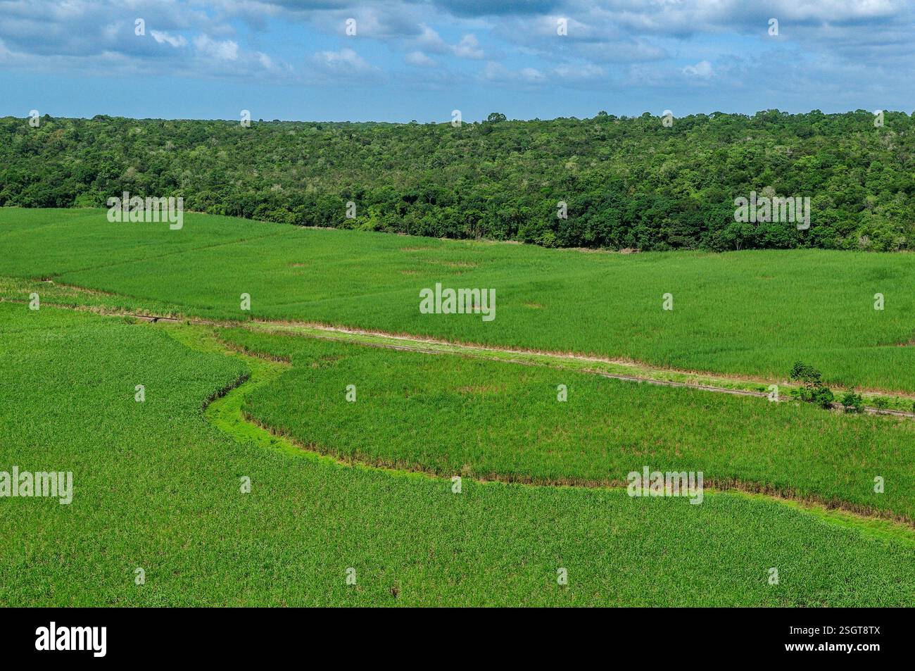 Piantagione di canna da zucchero in sostituzione della foresta atlantica a Paraíba, Brasile, il 2 luglio 2008. Foto Stock