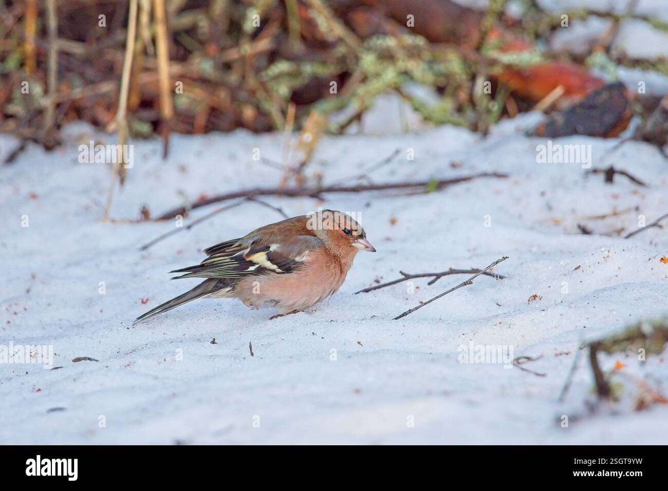 Zaffinch eurasiatico (fringilla coelebs) su terreni innevati in cerca di semi da mangiare. Foto Stock