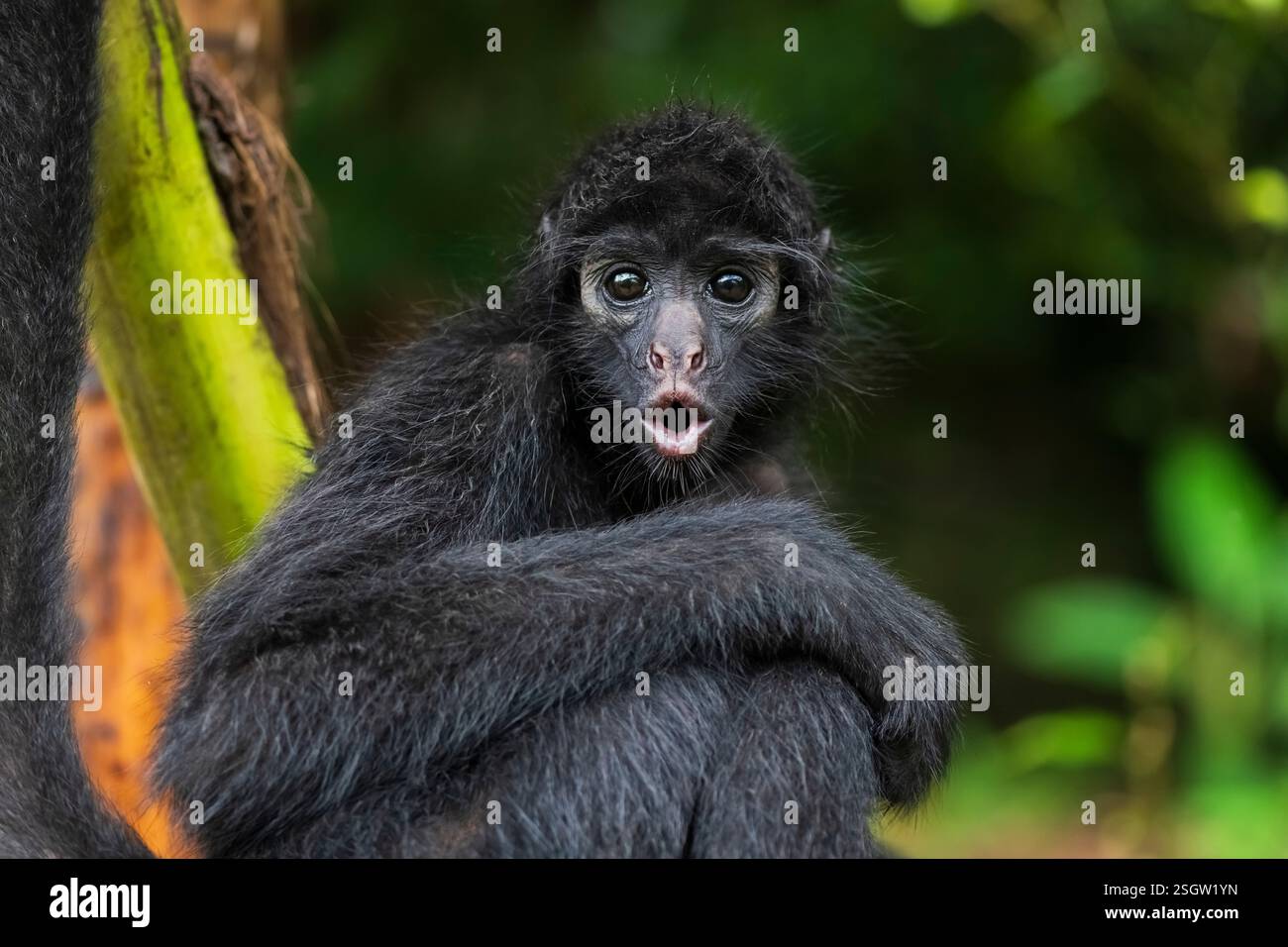 Spider Monkey primo piano nella foresta pluviale amazzonica, in Brasile. Foto Stock
