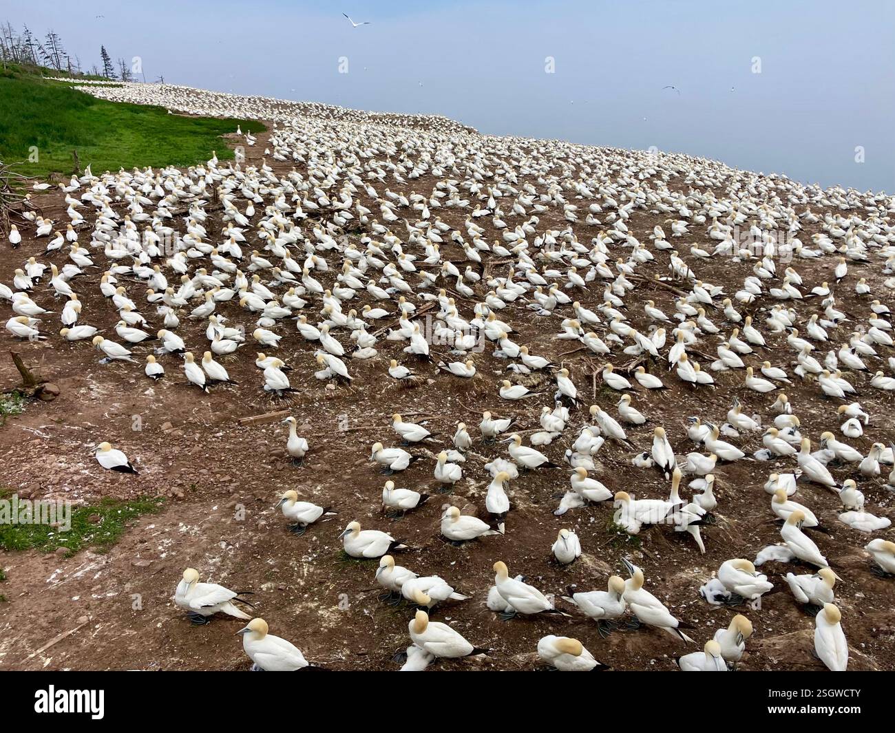 Stormi di uccelli a gannet popolano la sponda del fiume, creando uno spettacolo vivace e naturale lungo le tranquille acque Foto Stock