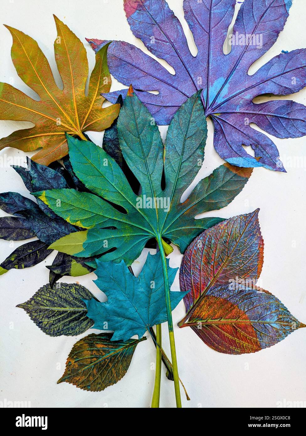 disposizione delle foglie colorate Foto Stock
