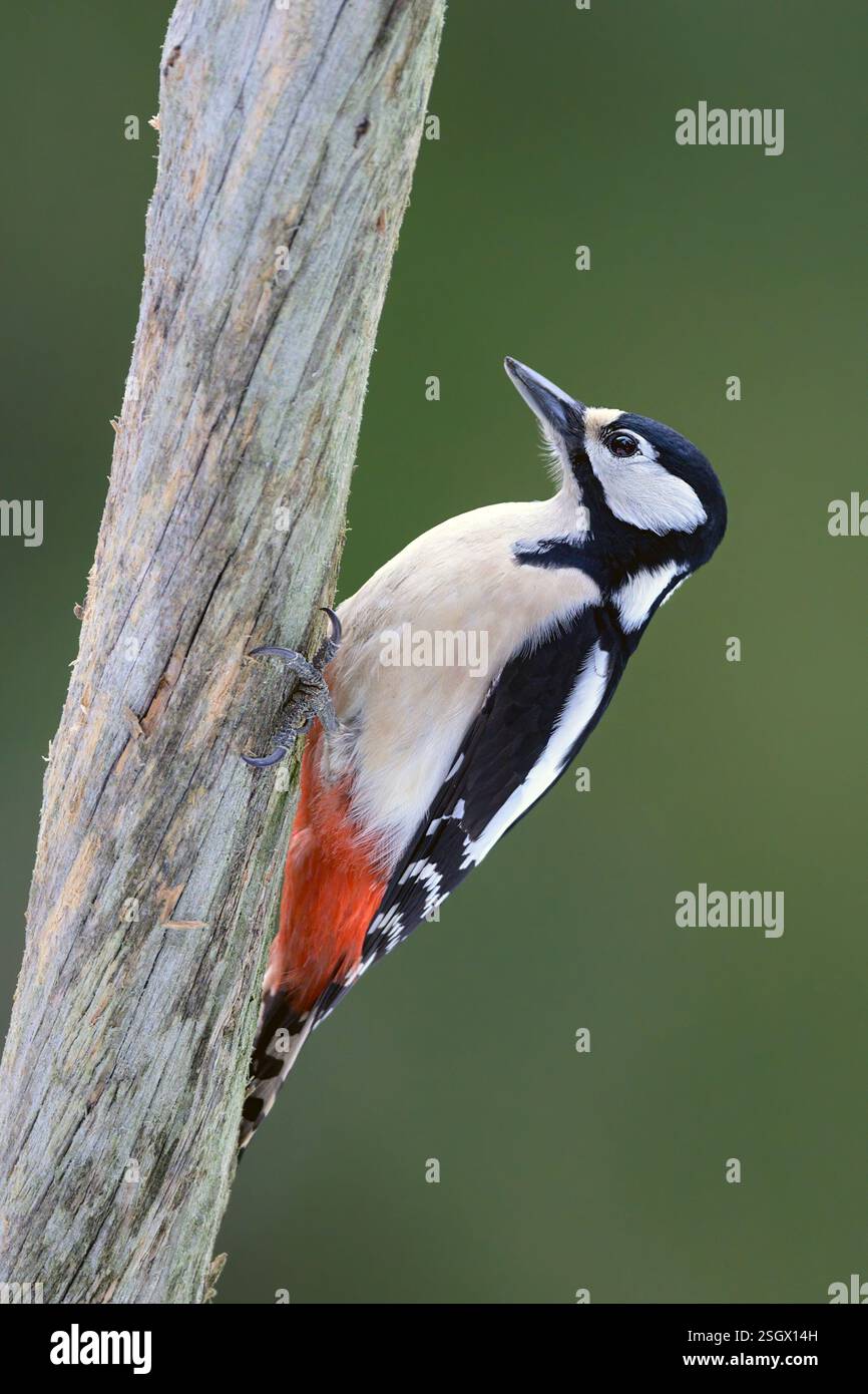 Grande picchio maculato (Dendrocopos Major, femmina) da Hov, Norvegia orientale a febbraio. Foto Stock Grande picchio maculato (Dendrocopos Major, femmina) da Hov, Norvegia orientale a febbraio. Foto Stock