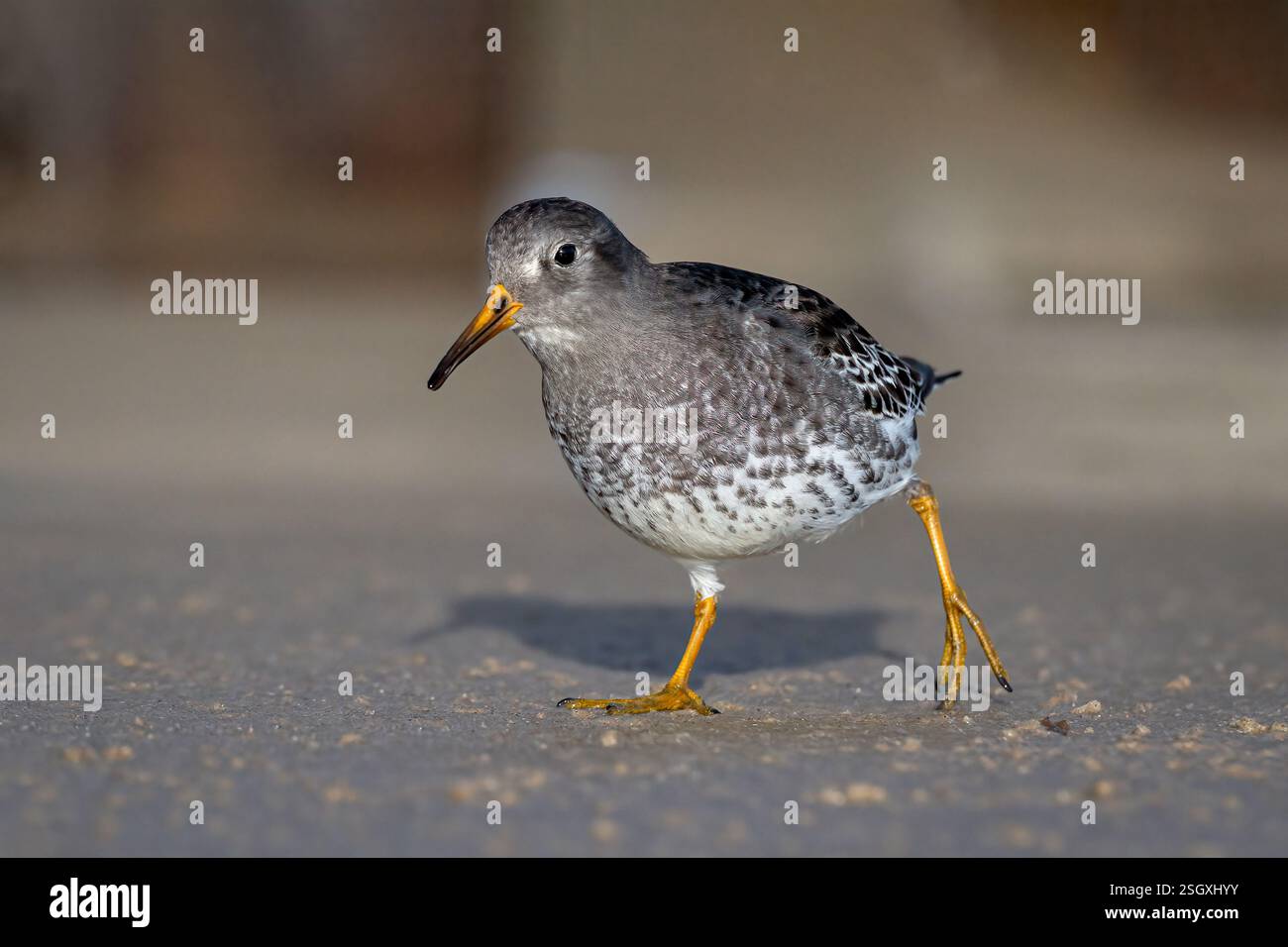 Sandpiper viola; Calidris maritima, il primo uccello invernale su una spiaggia di Norfolk, Norfolk gennaio Foto Stock