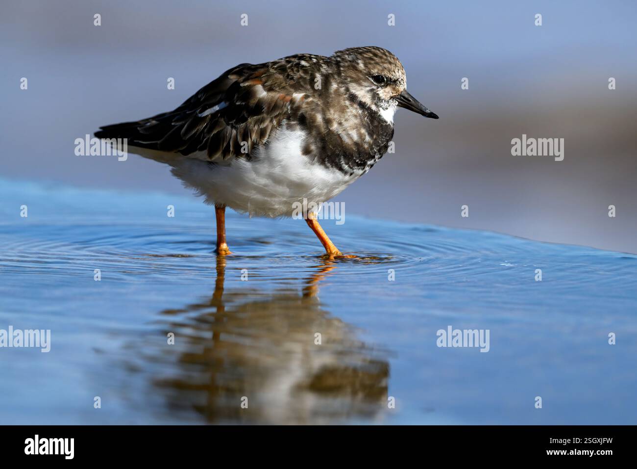 Turnstone, Ruddy Turnstone, Arenaria interpres, uccello adulto non riproduttore di piumaggio si trovava su un bagnato muro di mare di Norfolk Norfolk March Foto Stock