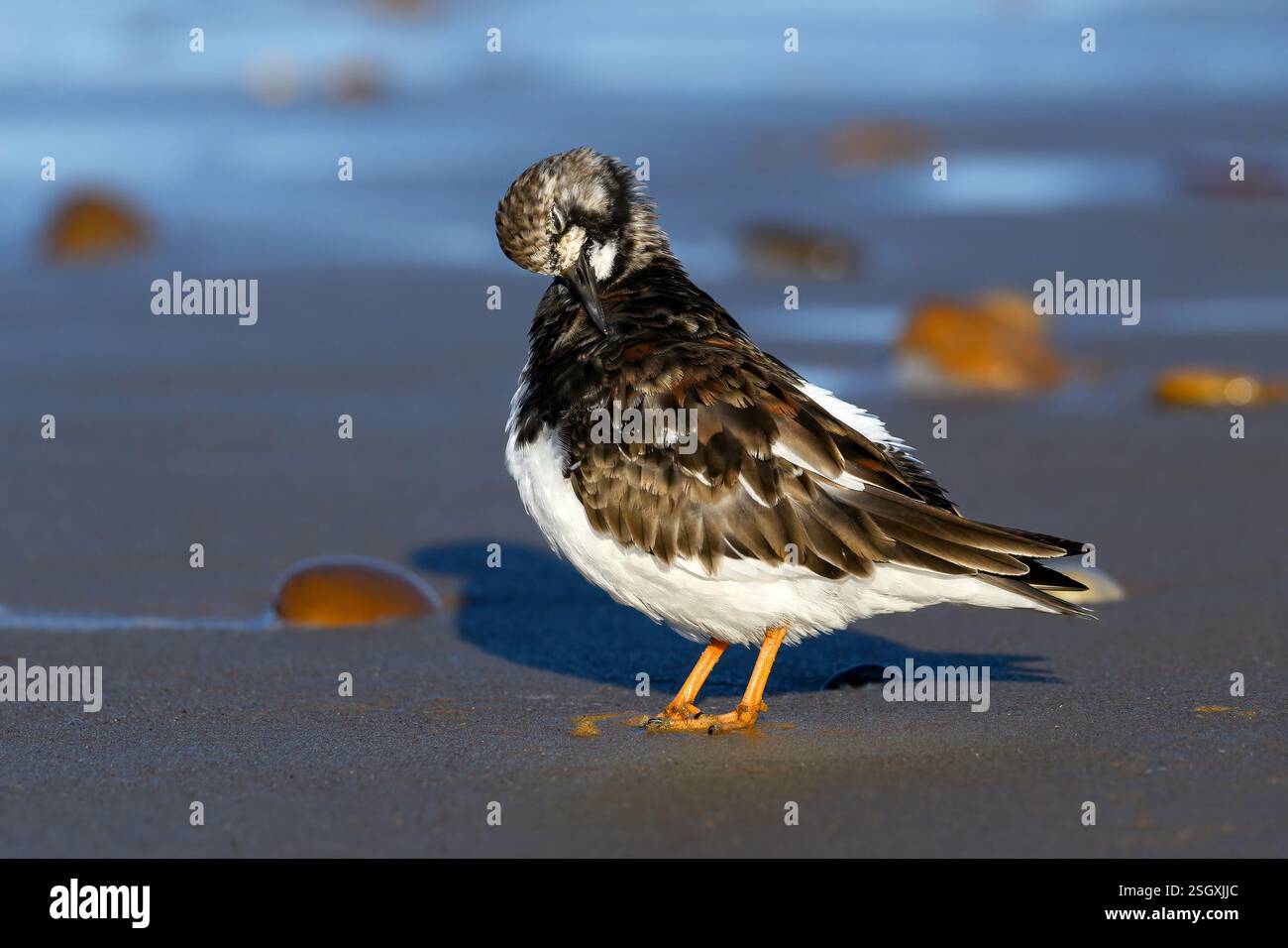 Turnstone, Ruddy Turnstone, Arenaria interpres, adulti non riproduttori di uccelli plumage Preening Norfolk March Foto Stock