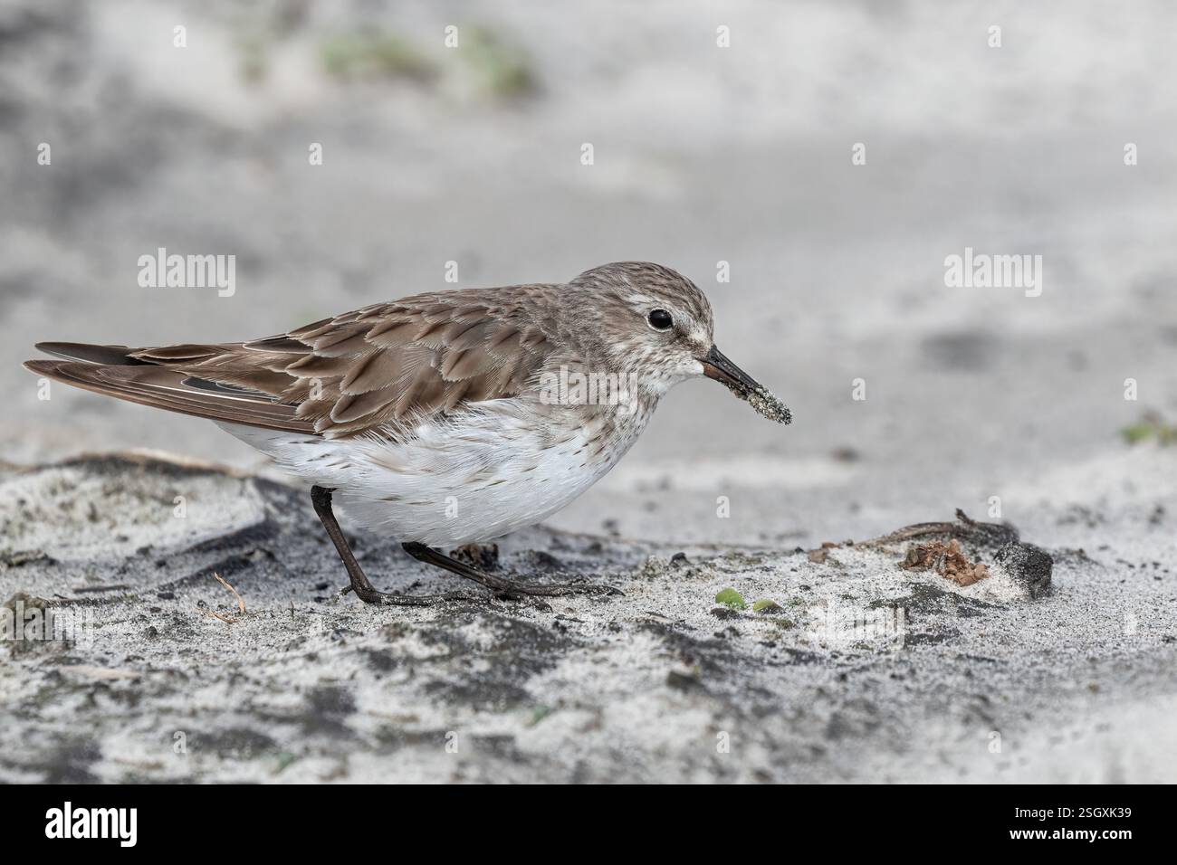 Sandpiper rumped bianco, Calidris fuscicollis, Migrant Wader che si nutrono sulla costa dell'isola Sea Lion, delle isole Falkland Foto Stock