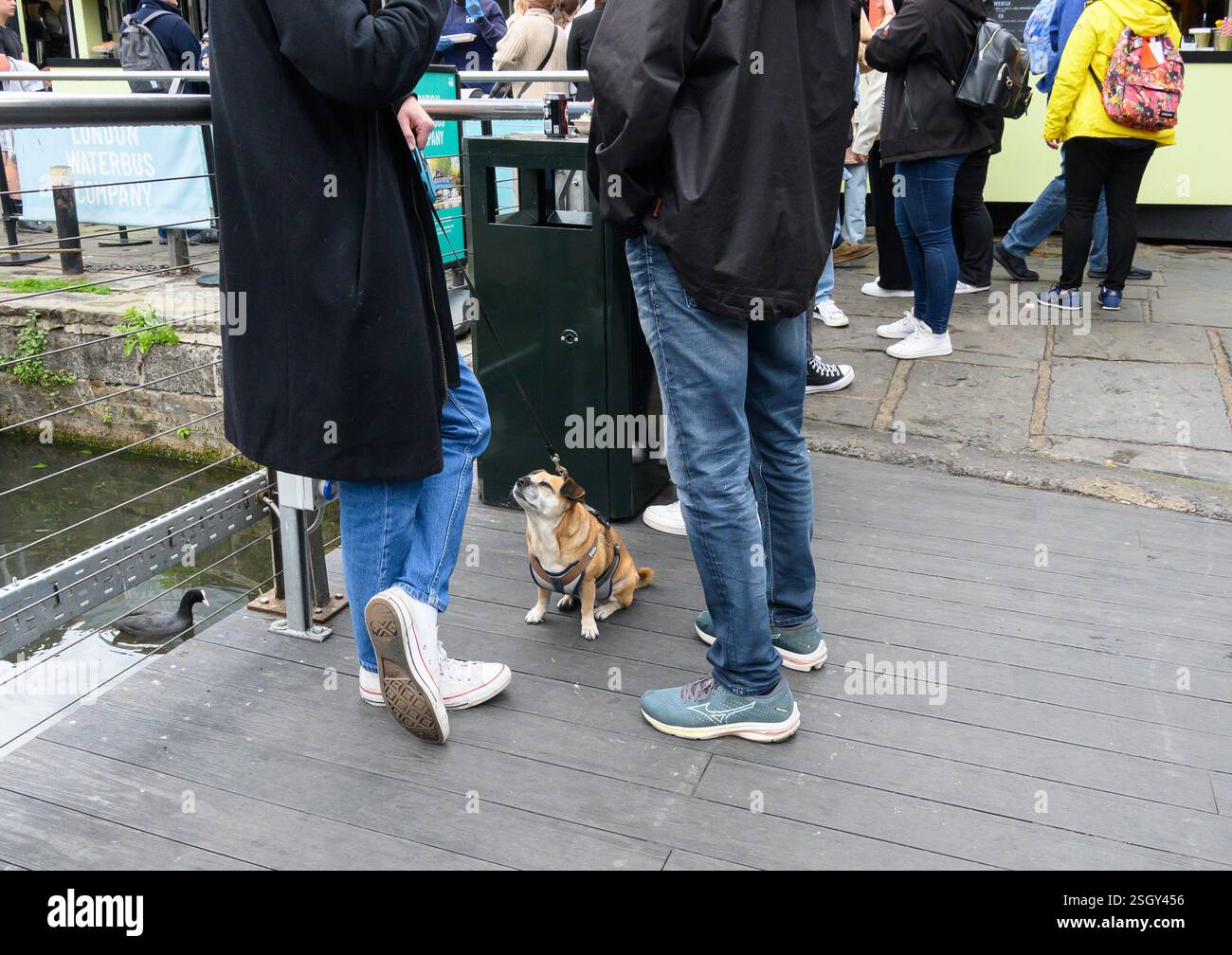 Londra, Regno Unito. Piccolo cane che guarda i suoi proprietari mentre parlano a Camden Market Foto Stock