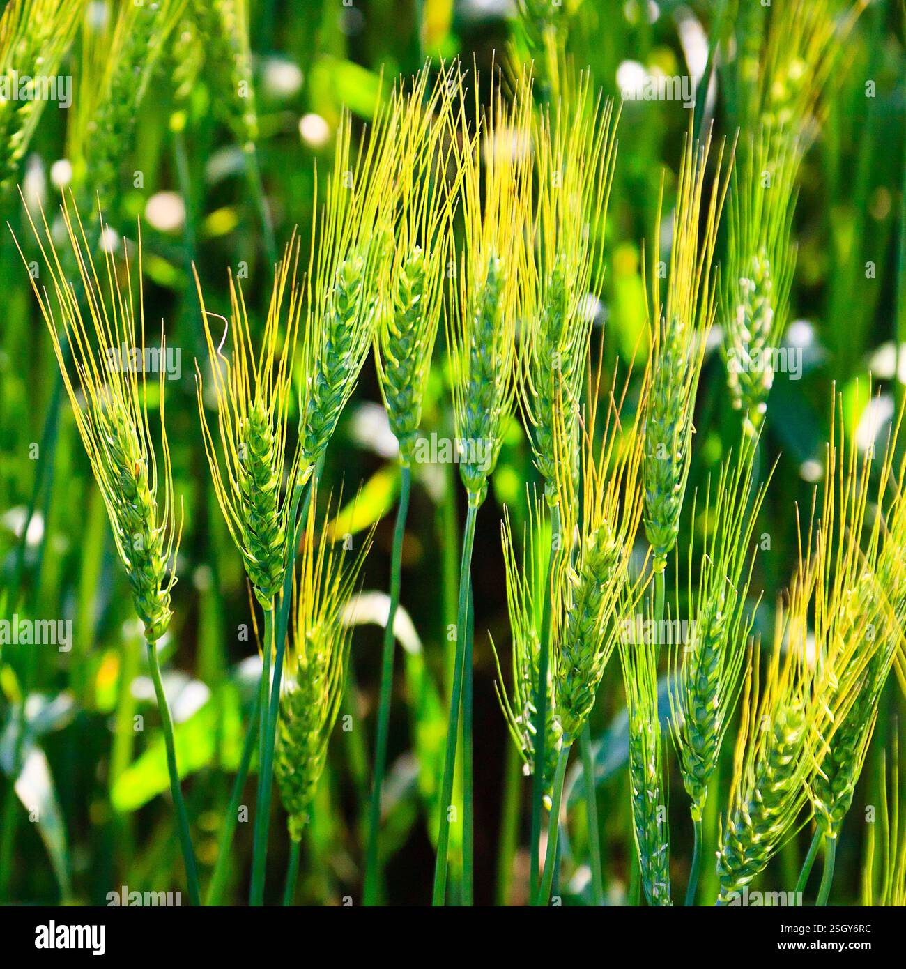 Campo di grano verde con punte gialle. Il grano è alto e il campo è lussureggiante e verde Foto Stock