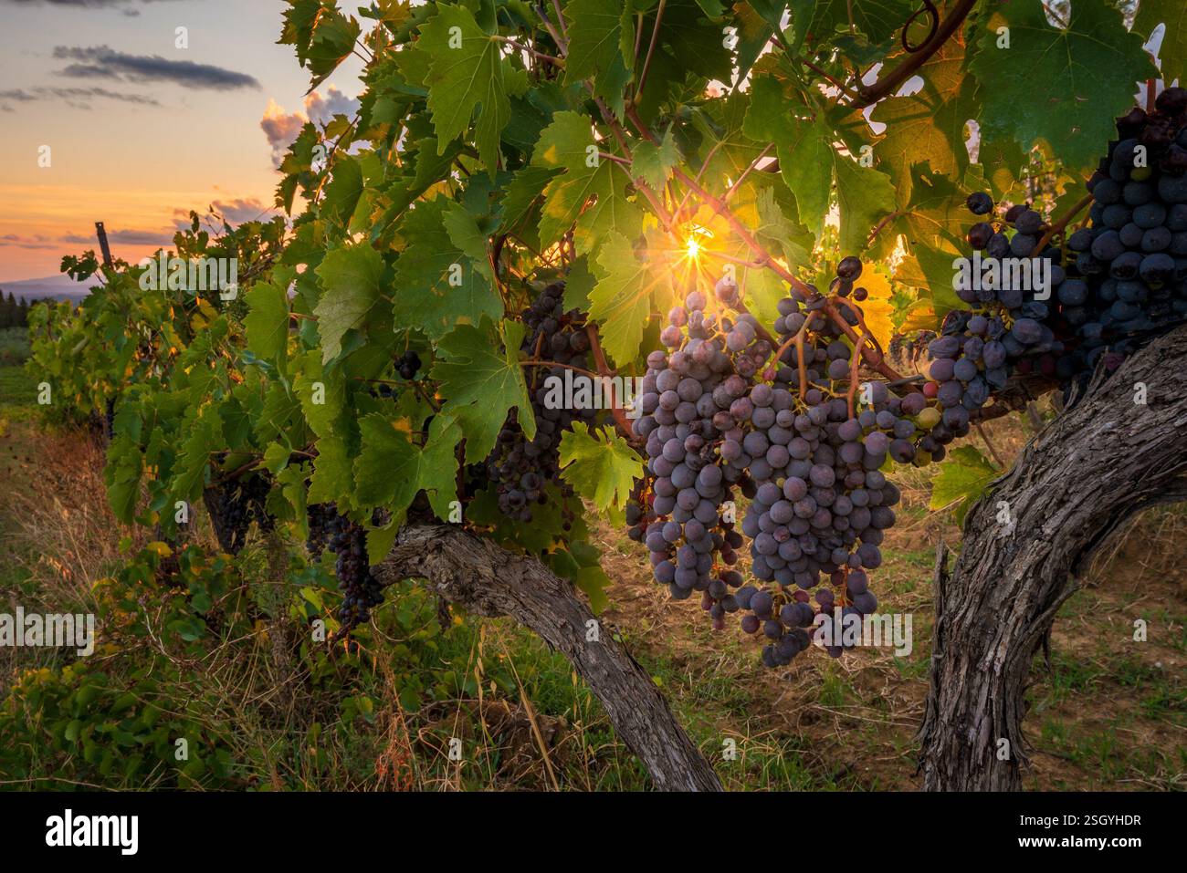 Uve Chianti pronte per la vendemmia in un vitigno vicino a Siena Foto Stock