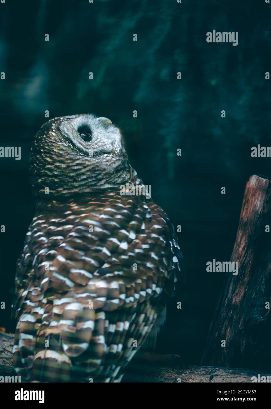 Immagine d'archivio ad alta risoluzione per la Majestic Owl Wildlife Photography. Gufi di alta qualità, sguardo intenso, dettagli di piume intricati allettano il notturno, gufo Foto Stock