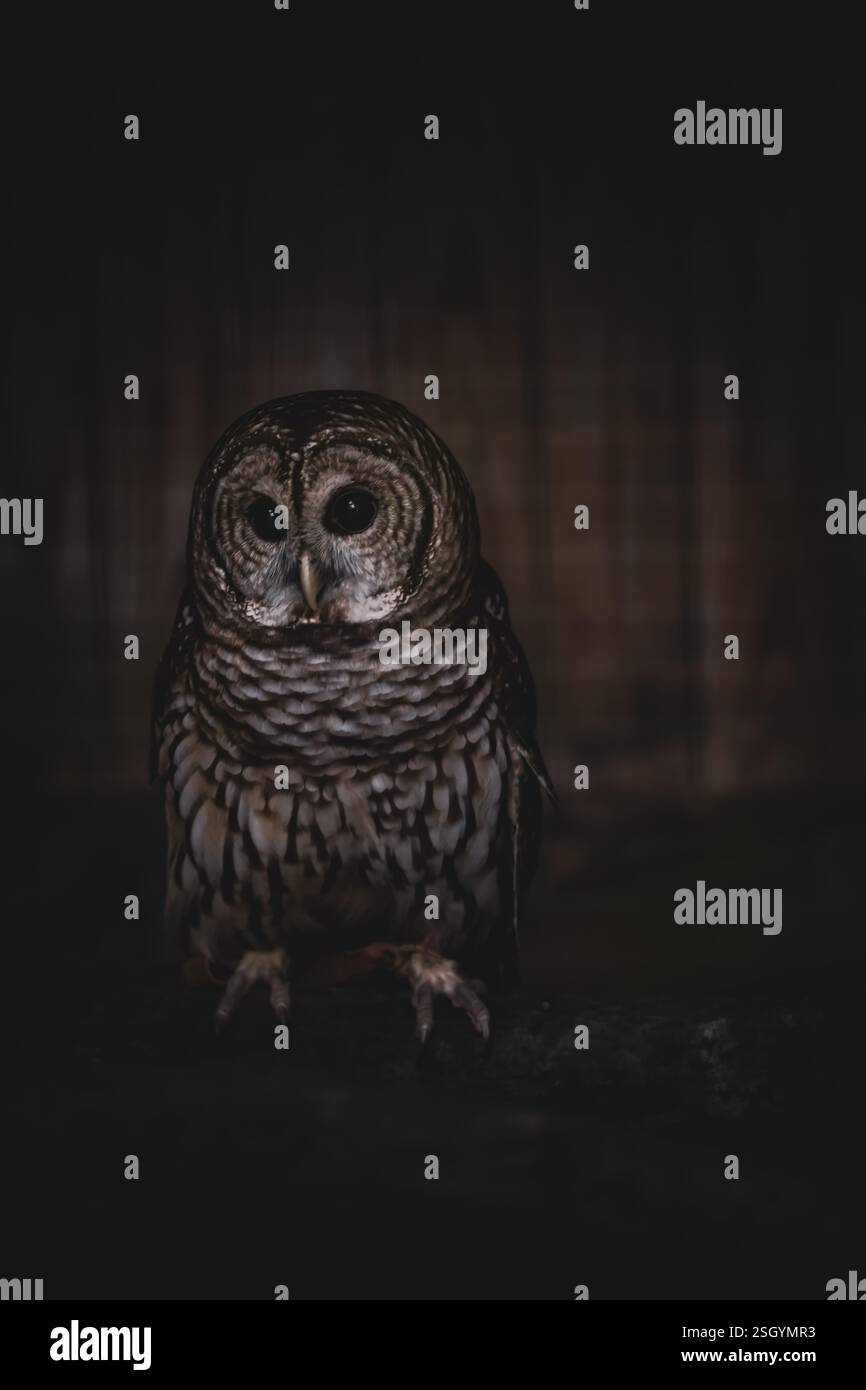 Immagine d'archivio ad alta risoluzione per la Majestic Owl Wildlife Photography. Gufi di alta qualità, sguardo intenso, dettagli di piume intricati allettano il notturno, gufo Foto Stock