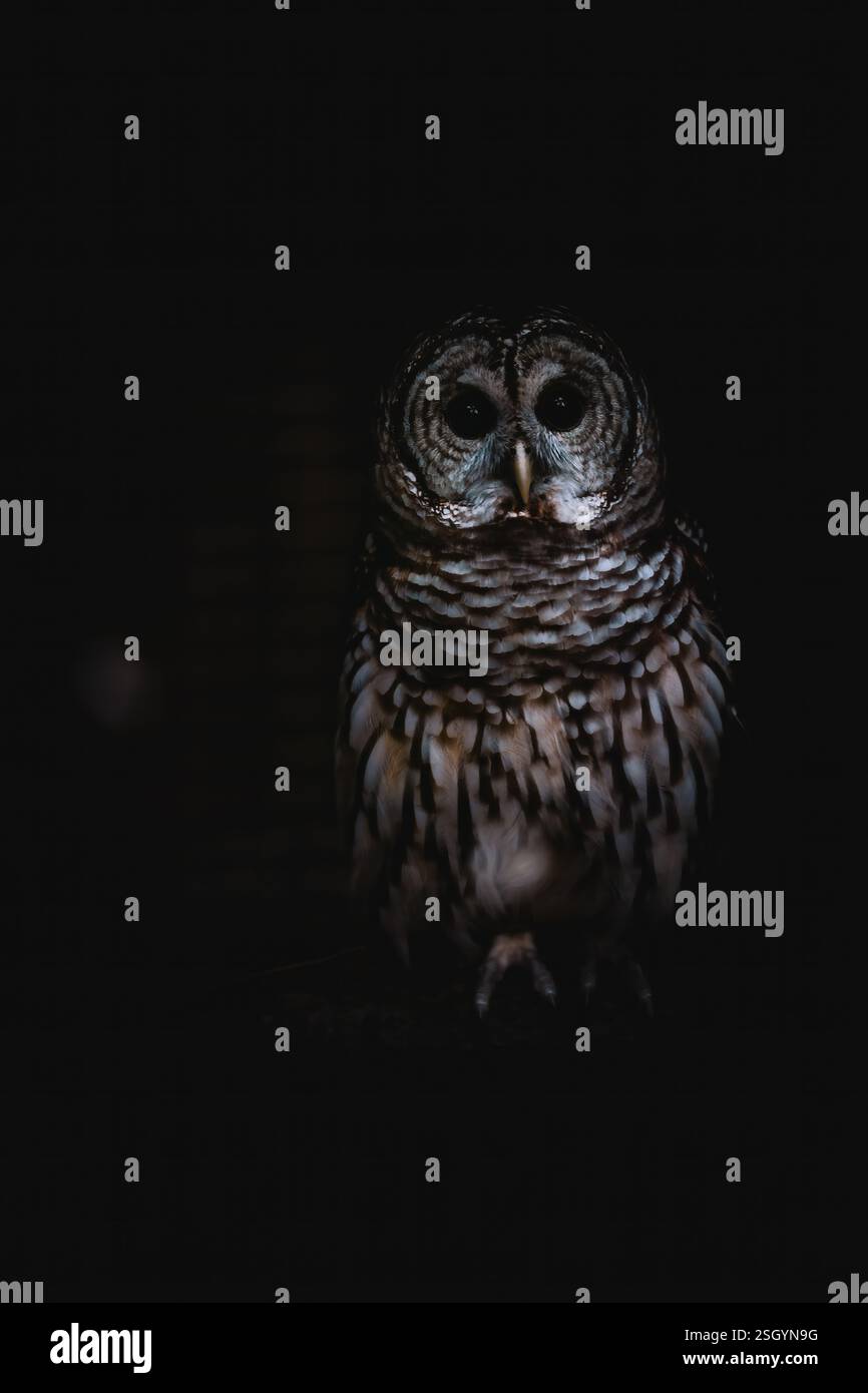 Immagine d'archivio ad alta risoluzione per la Majestic Owl Wildlife Photography. Gufi di alta qualità, sguardo intenso, dettagli di piume intricati allettano il notturno, gufo Foto Stock
