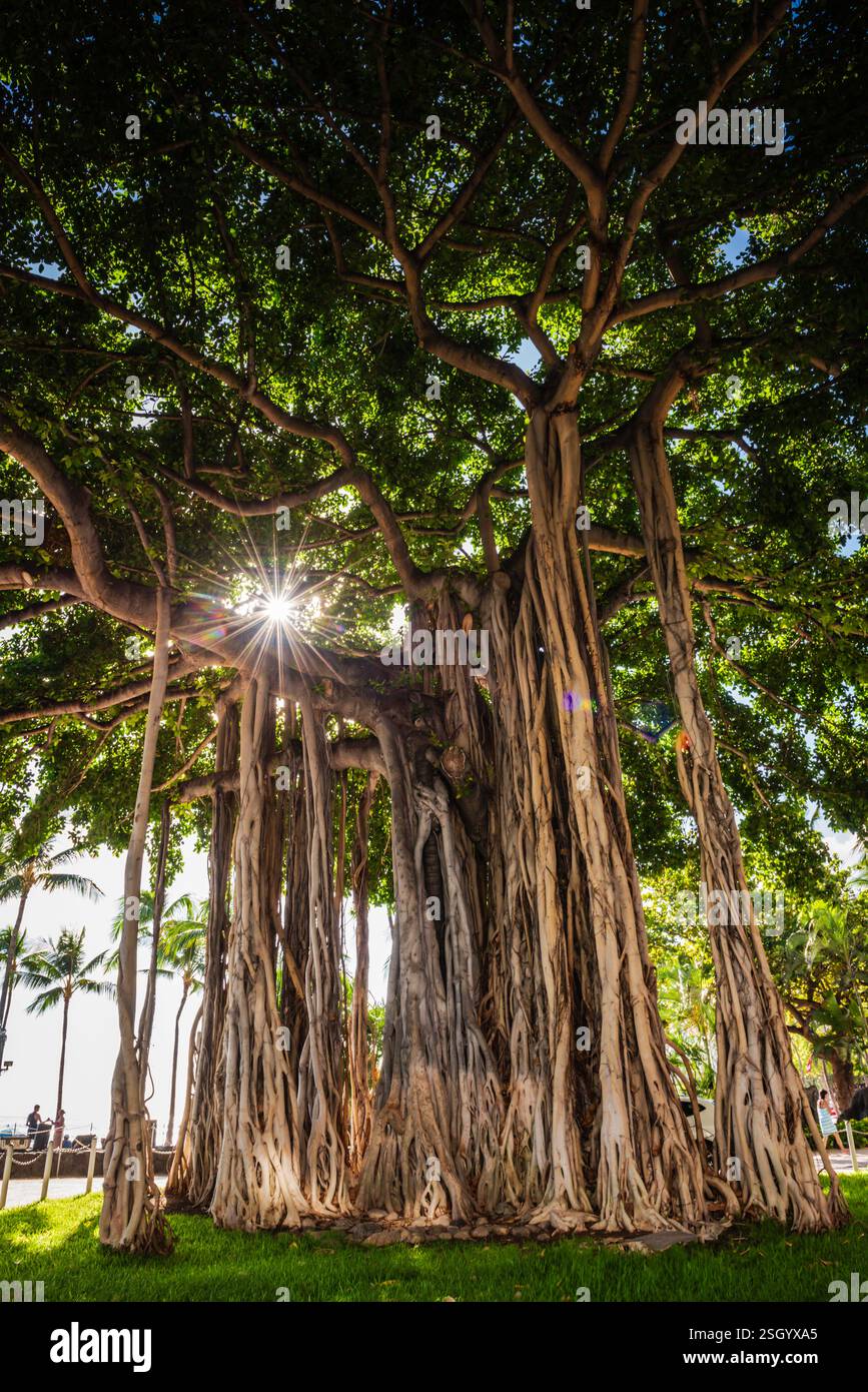 Sunburst illumina il famoso albero di Banyon (Ficus benghalensis) presso Waikiki Beach a Honolulu, Hawaii. Foto Stock