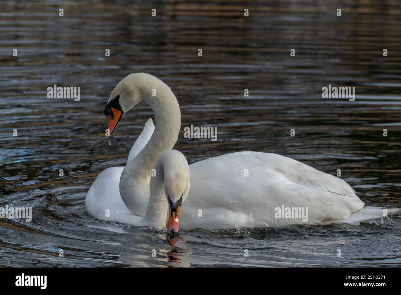 Muta Swan (cygnus olor) corteggiamento. Cigni Pen e Cob che mostrano un comportamento di corteggiamento. Un paio di cigni muti da riproduzione. Foto Stock