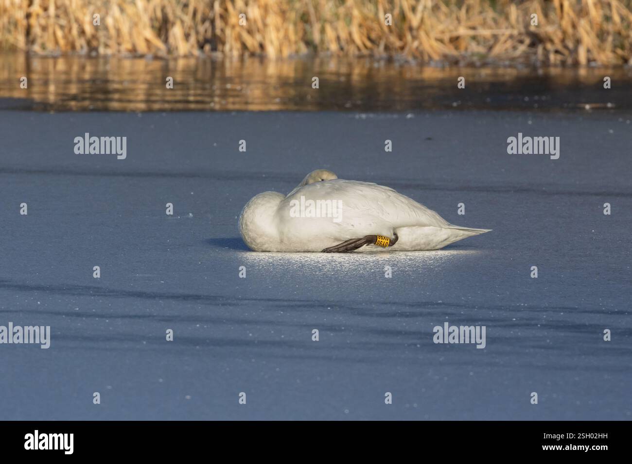 Un singolo cigno selvaggio (Cygnus olor) addormentato su un lago ghiacciato (stagno) in inverno, Regno Unito. Il cigno ha un anello di identità giallo della gamba. Foto Stock